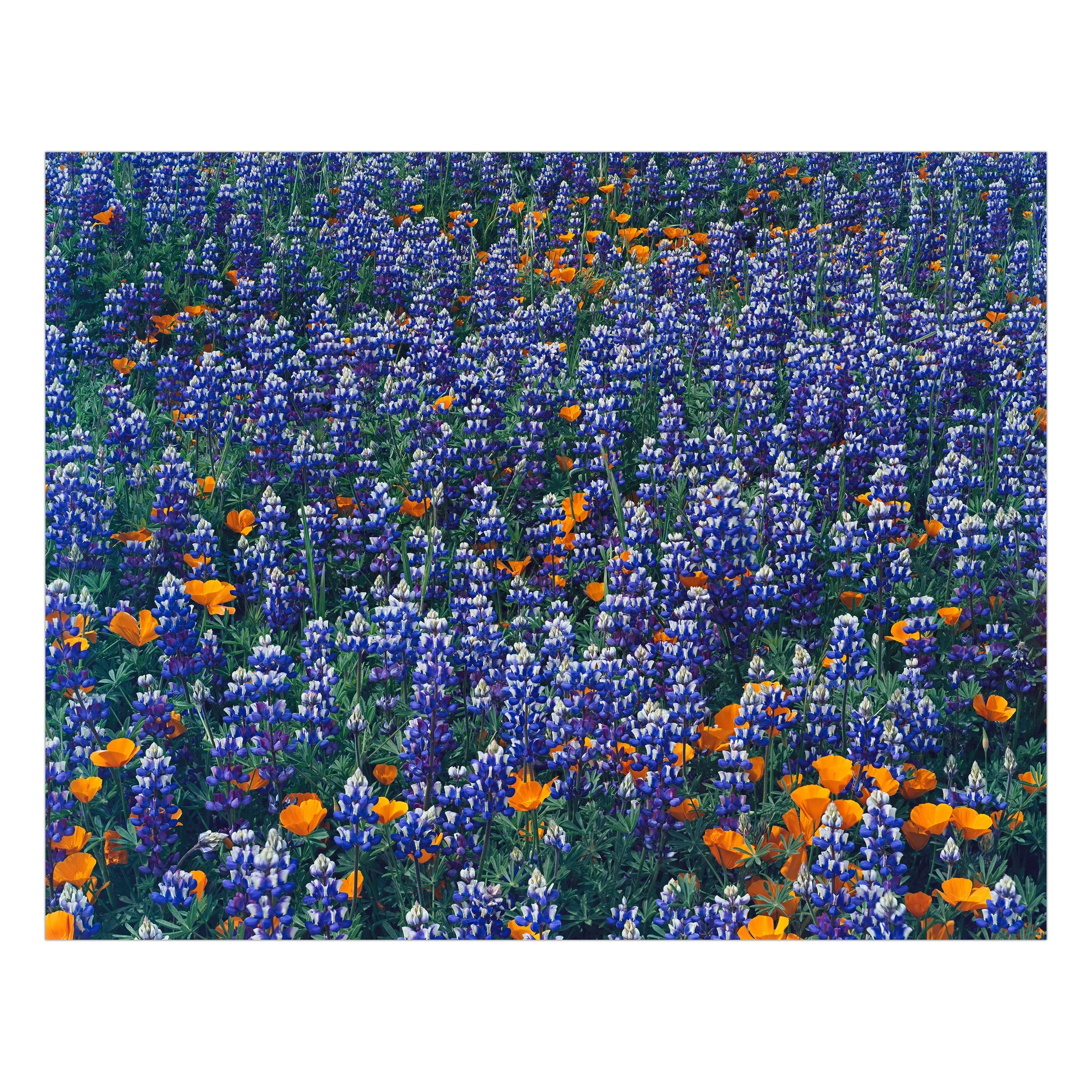 Poppies and Lupine