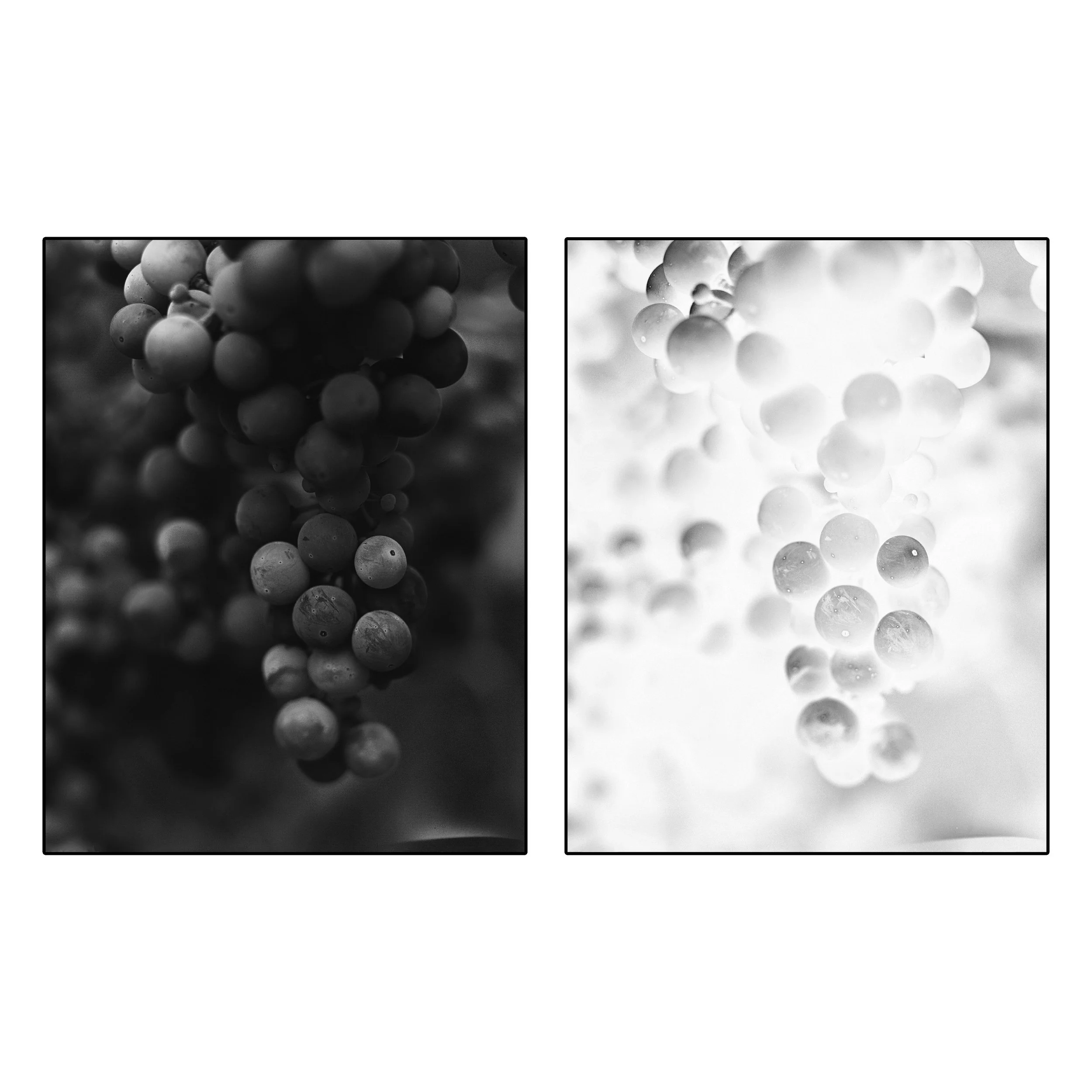 Shades Cabernet Diptych.jpg (Copy)