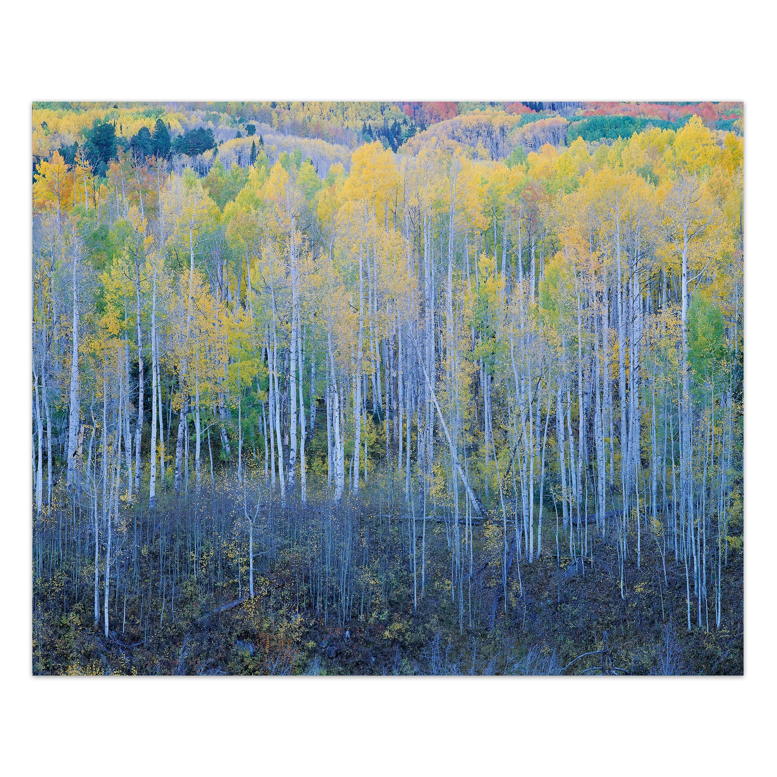 Autumn Expression No. 2