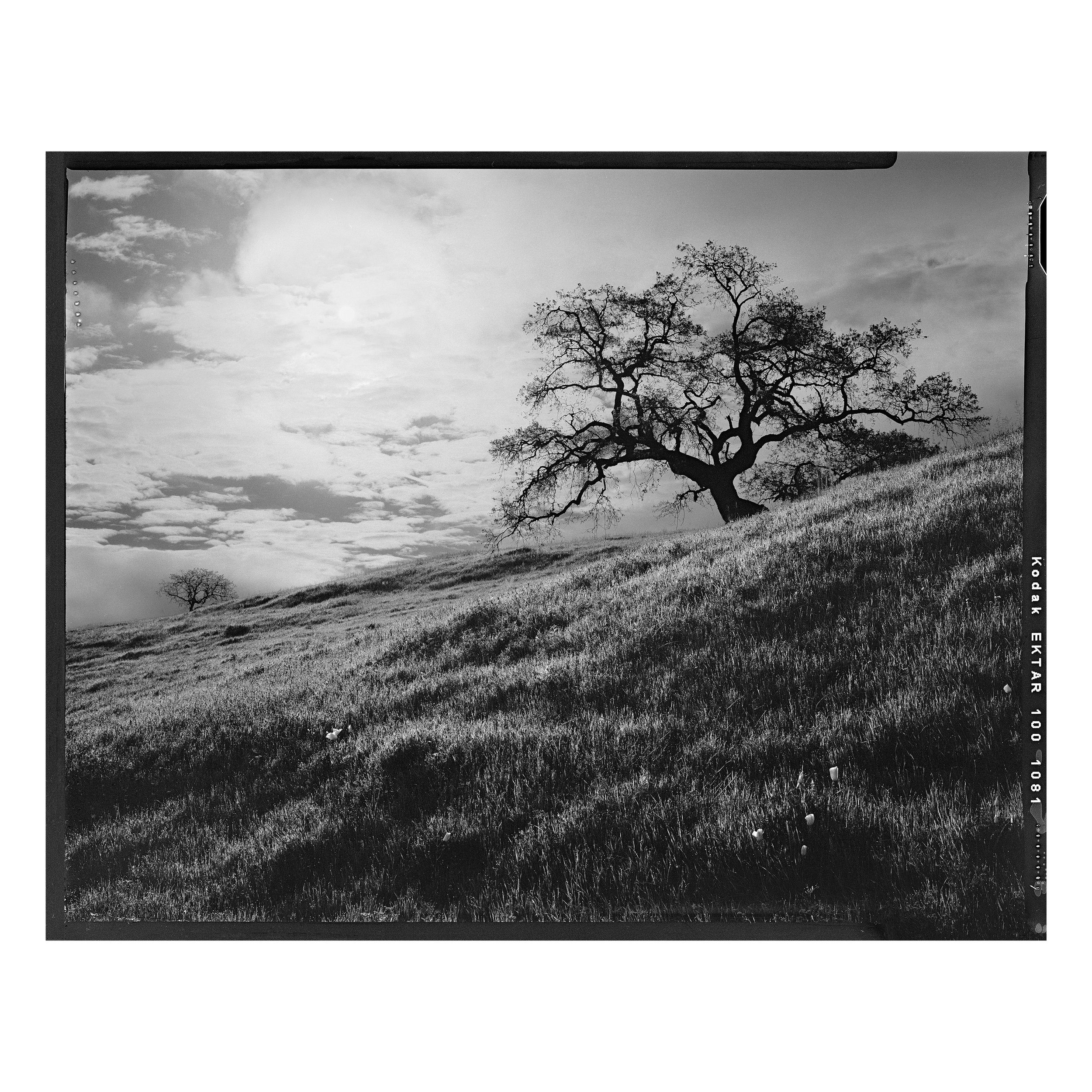 Alive Black & White.jpg