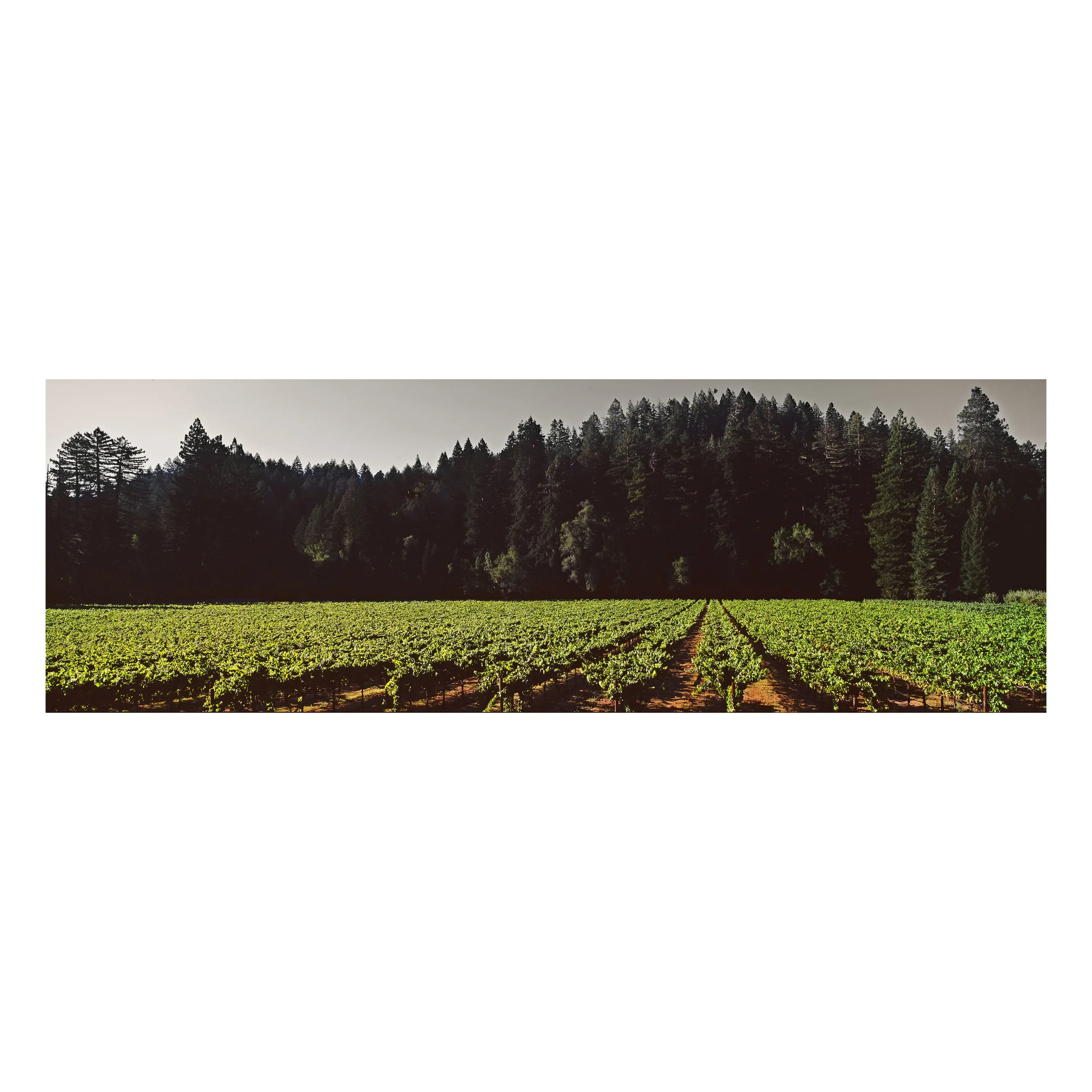 Russian River Golden Hour