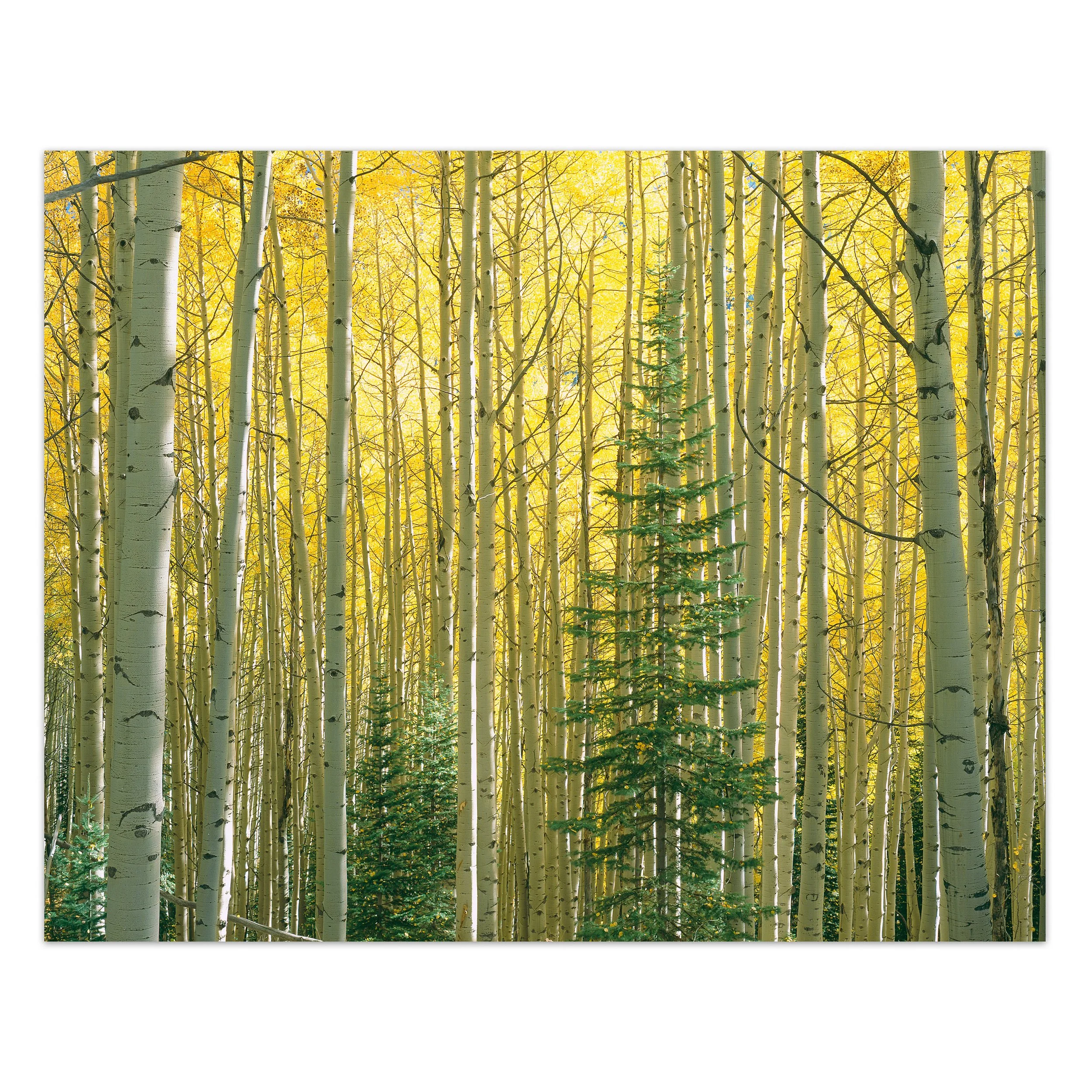 Autumn Expression No. 1