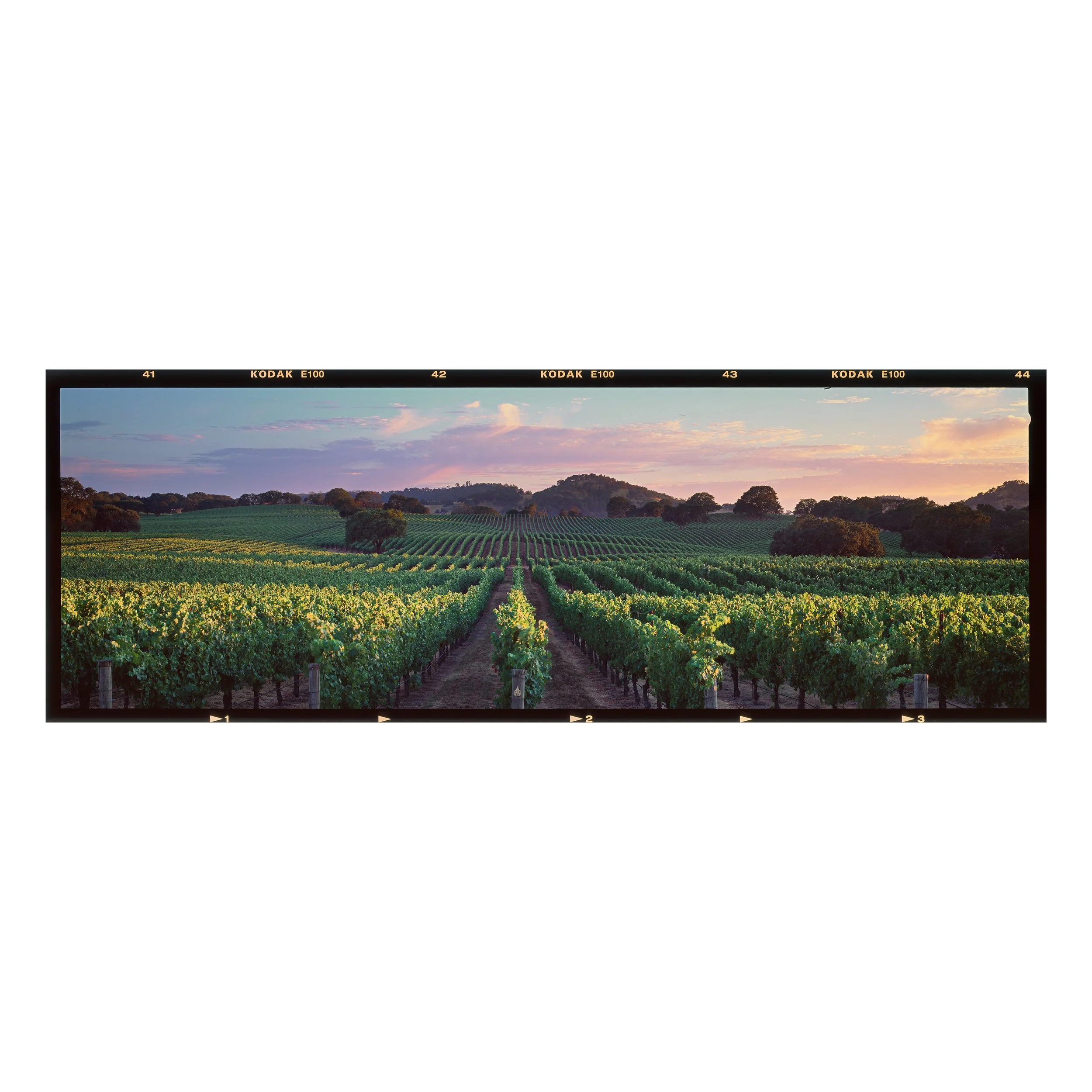 Vines & Branches
