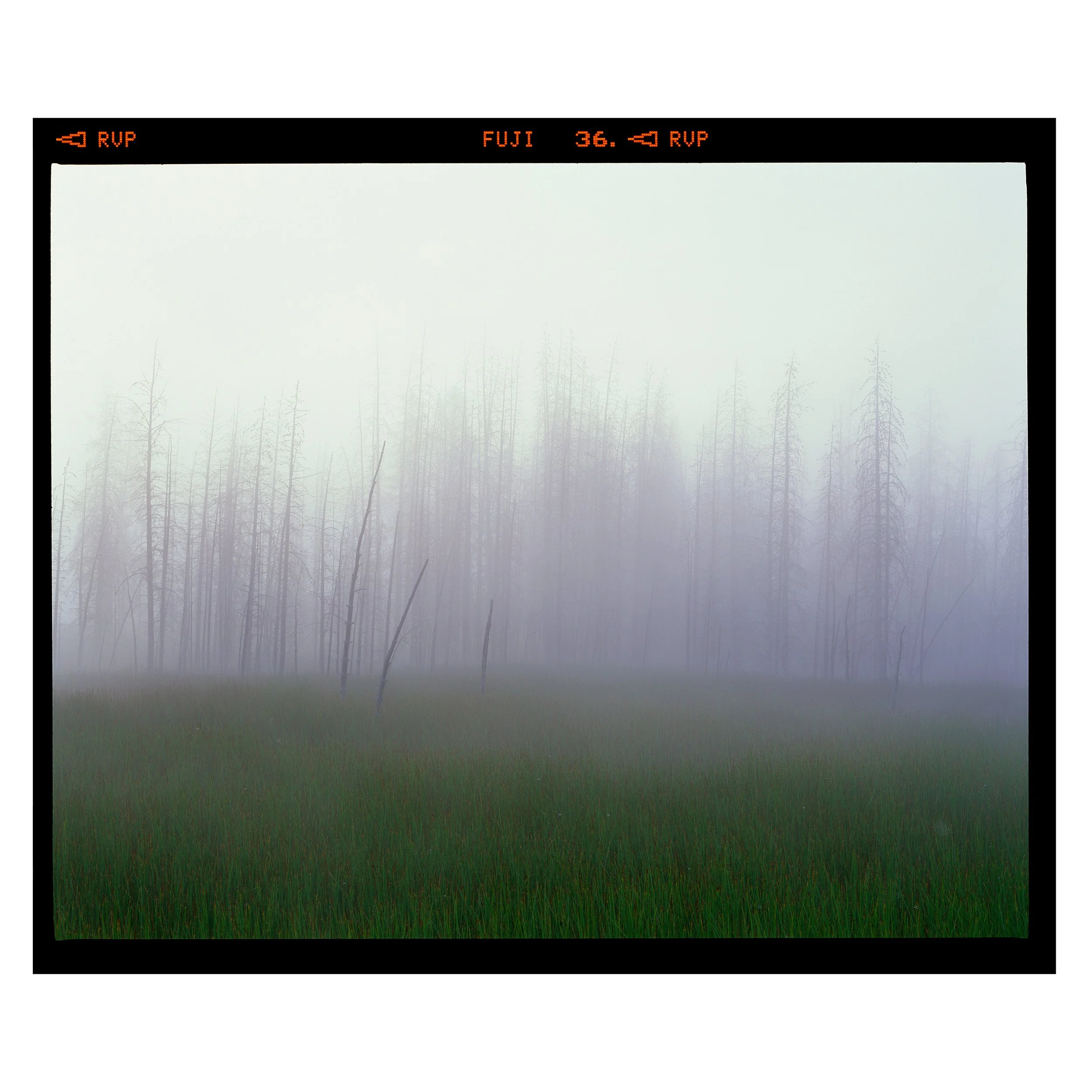 Summer Silence