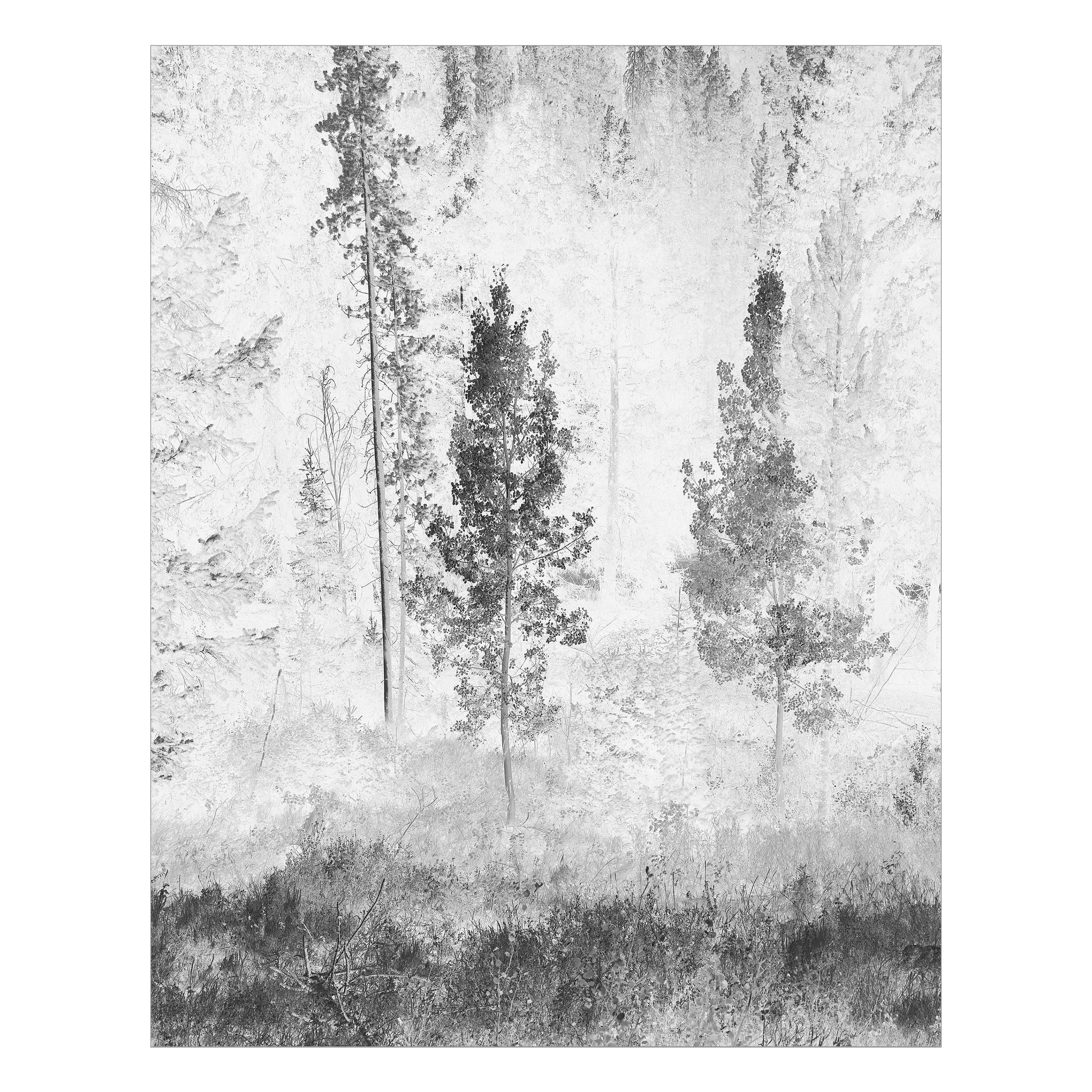 Inverted Aspens