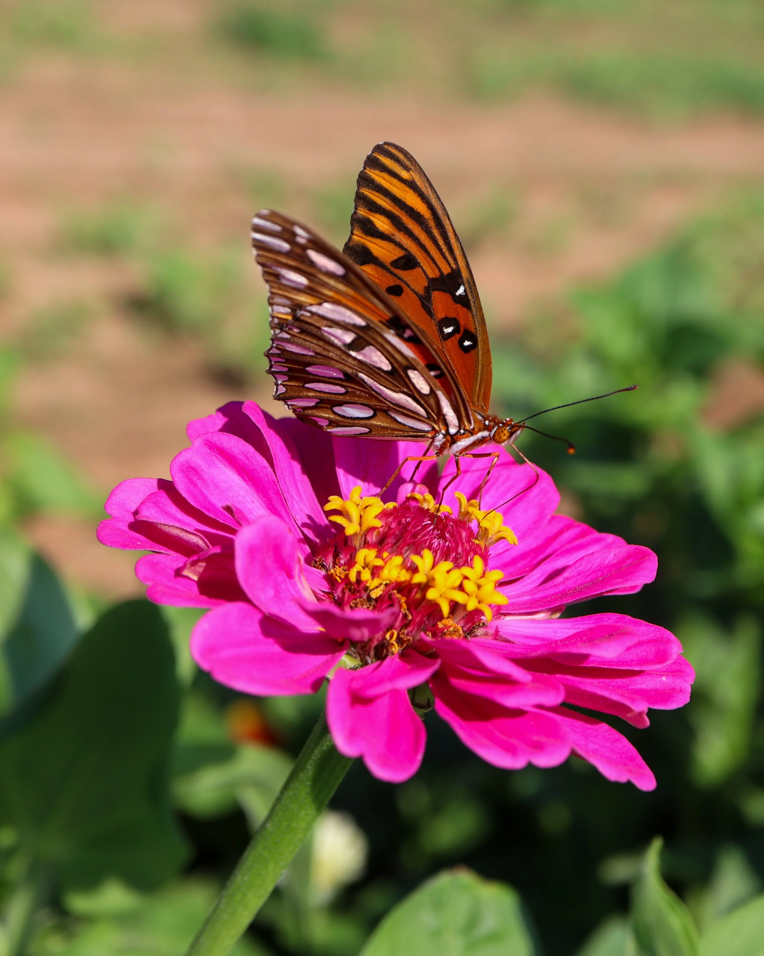 A vibrant pink flower with a yellow center, featuring a monarch butterfly perched on it, displaying orange and black patterned wings.