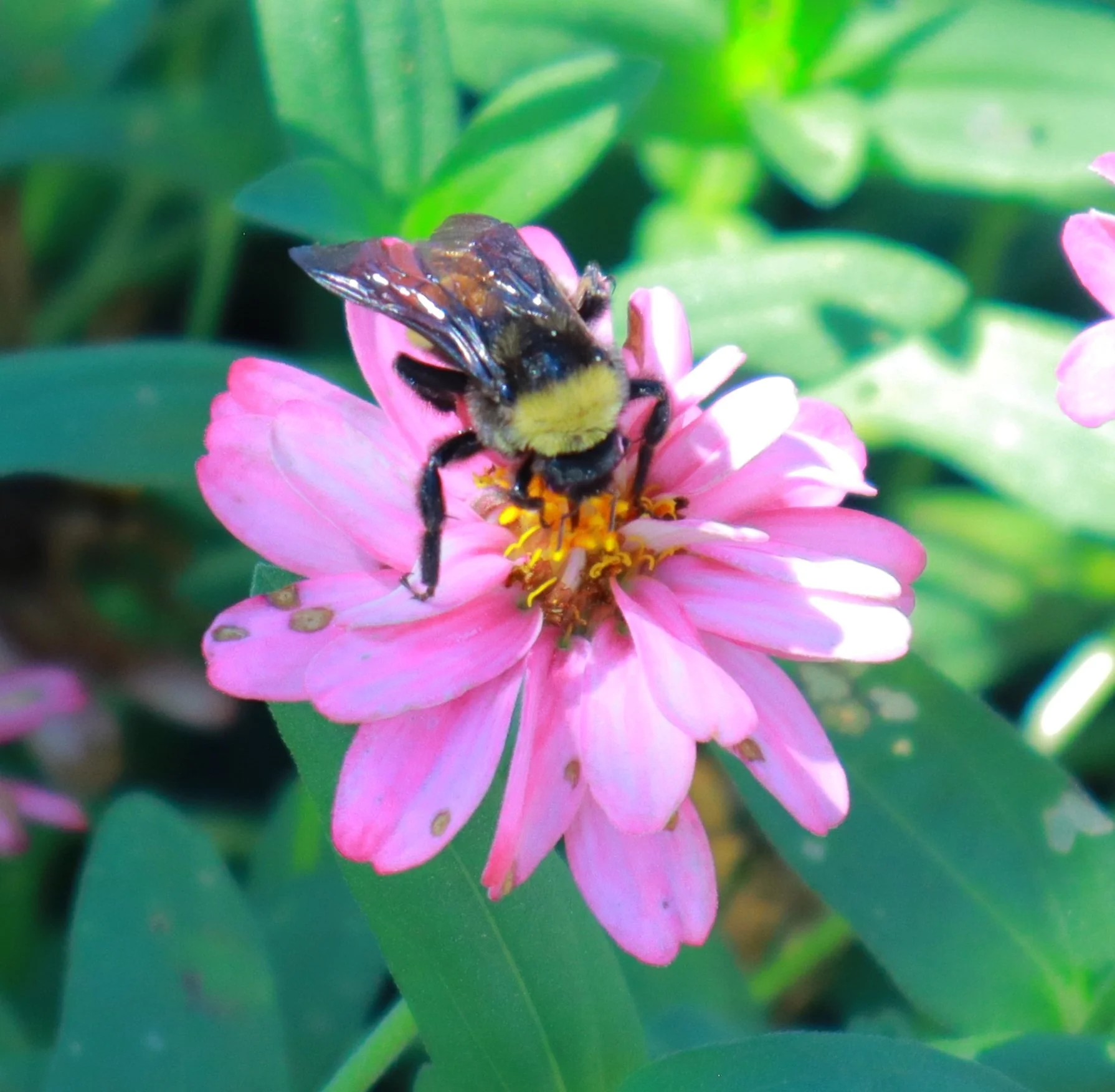 A bee with yellow and black body on a pink flower collecting nectar, surrounded by green leaves.
