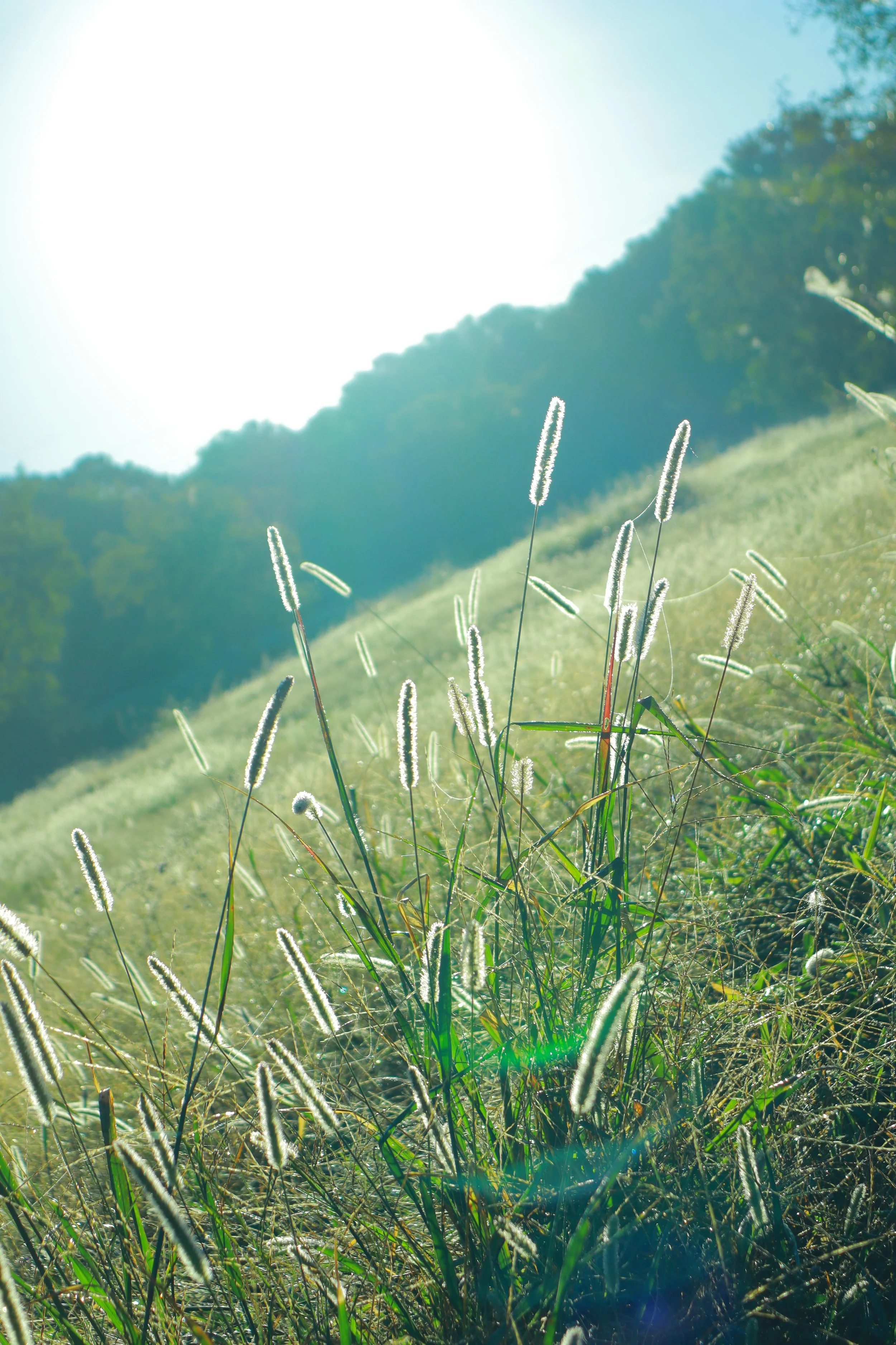 Close-up of tall grasses and plants in a sunlit field with trees in the background, backlit by the bright sun.