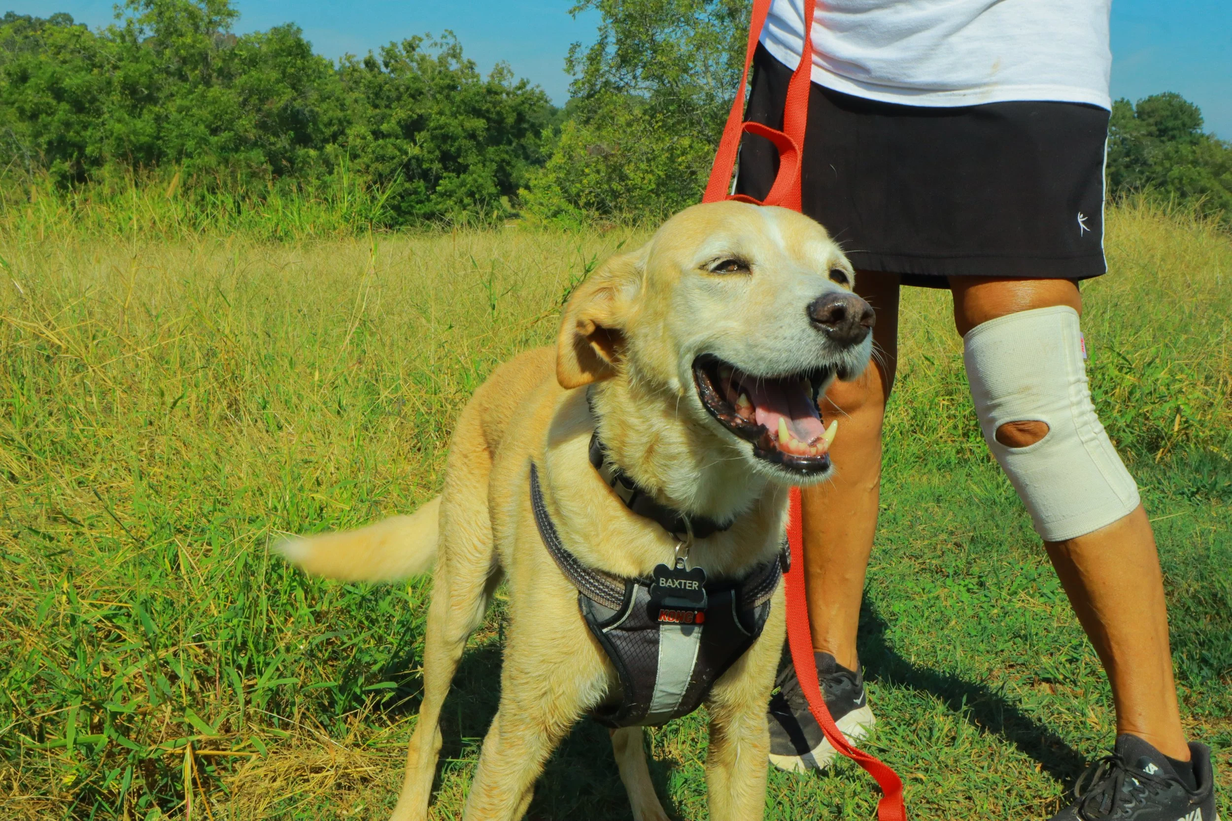 A yellow Labrador retriever wearing a harness labeled "BAXTER" standing on grass next to a person in shorts and a white shirt, with a background of green trees and grass under a blue sky.