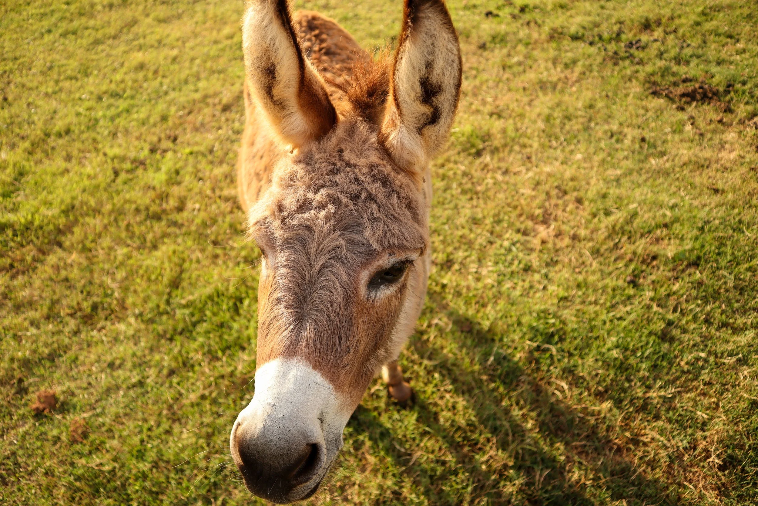 Close-up of a young donkey with large ears, brown fur, and a white nose, standing on grassy ground.