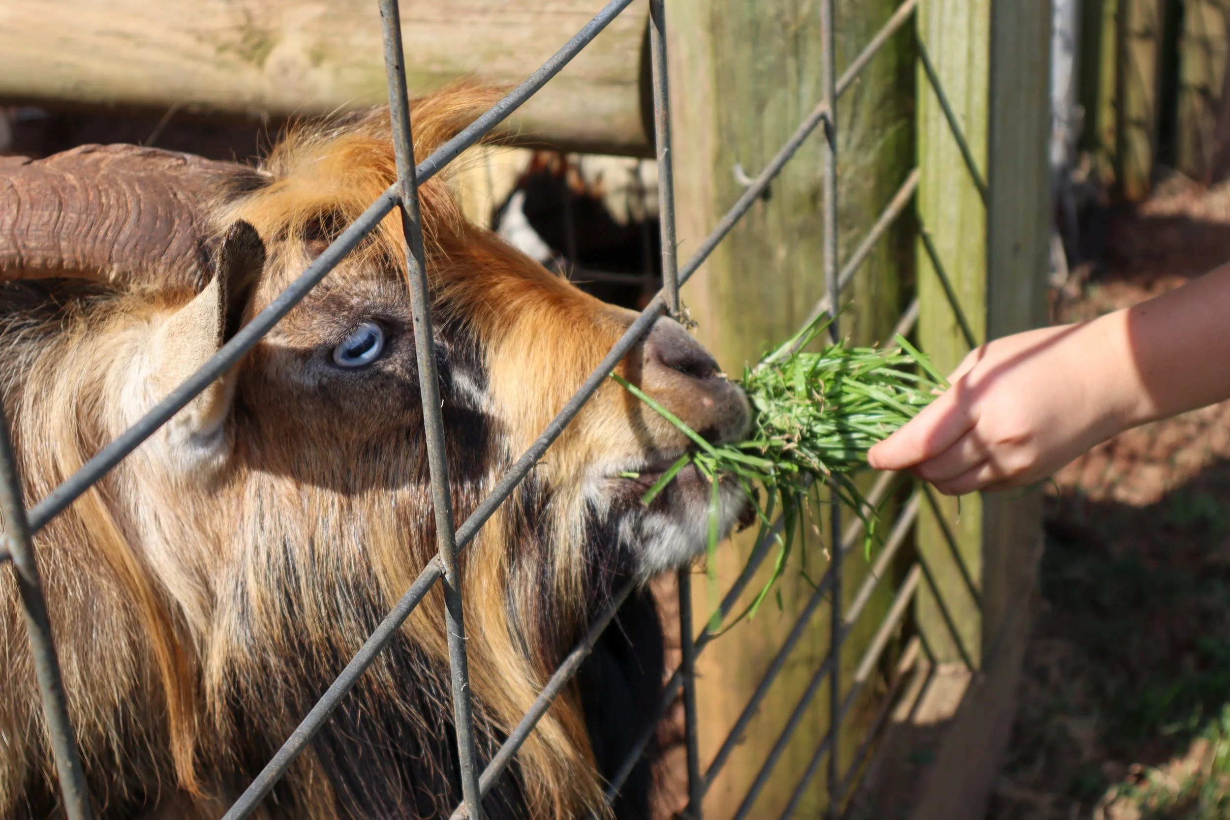 A goat with brown fur and blue eyes leaning over a metal fence, eating green grass from a person's hand in an outdoor farm setting.