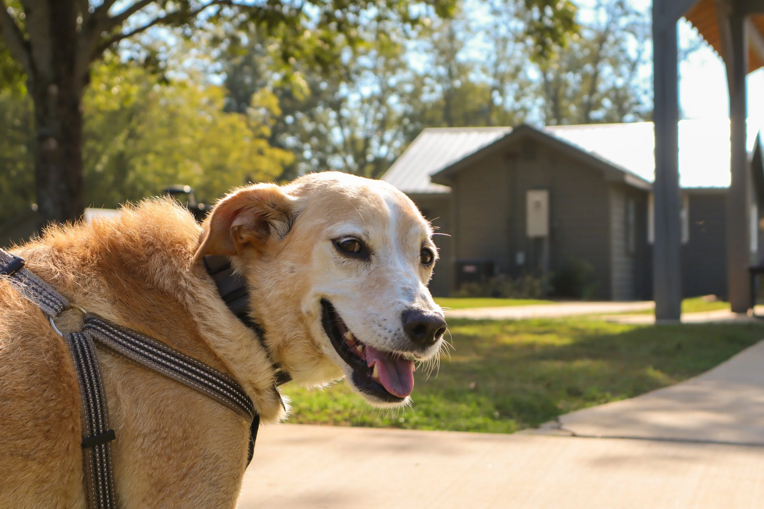 A tan dog wearing a harness outdoors, with green trees, a building, and a clear sky in the background.