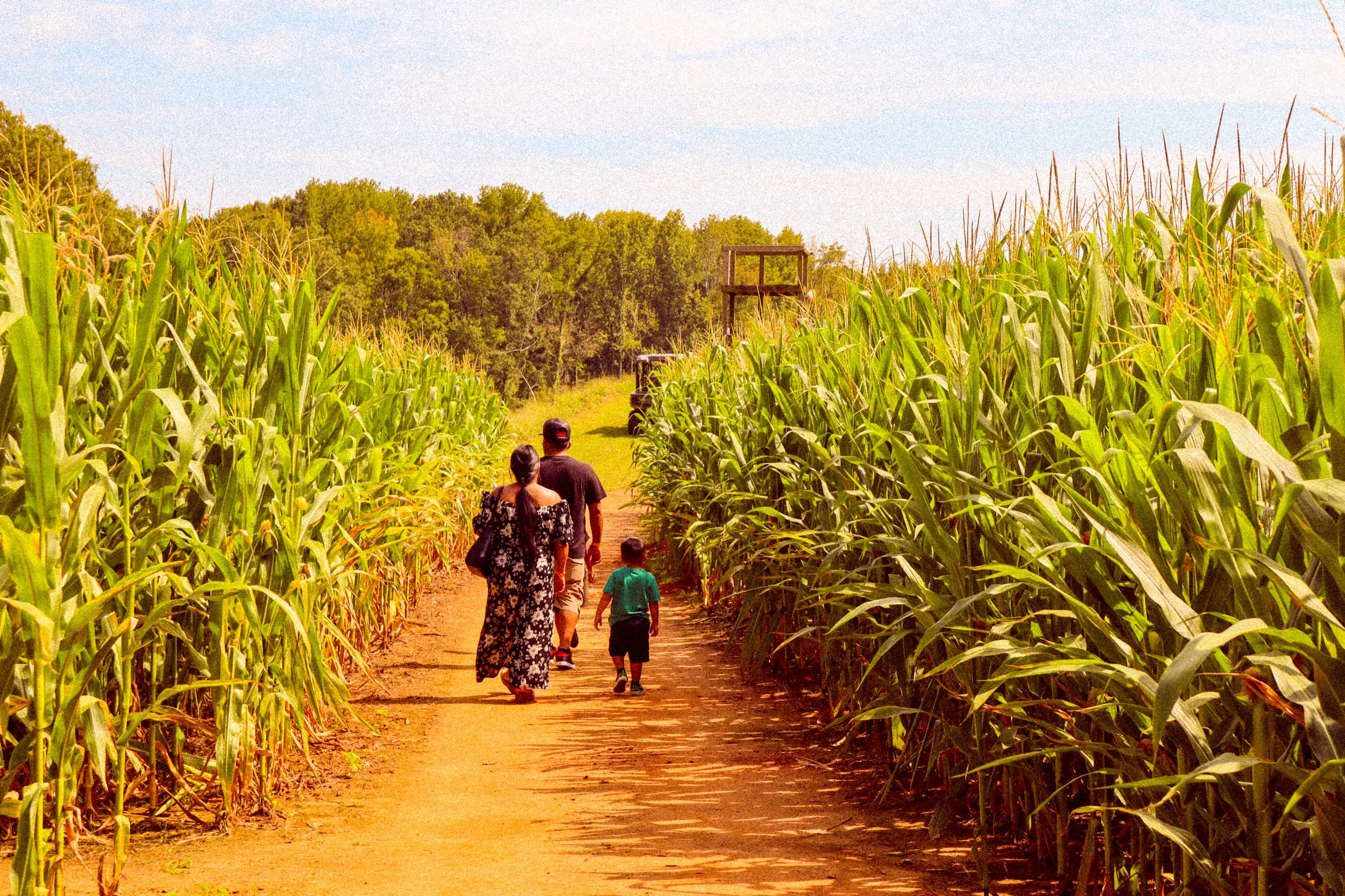 Family walking on a dirt path through a cornfield with a forest in the background.