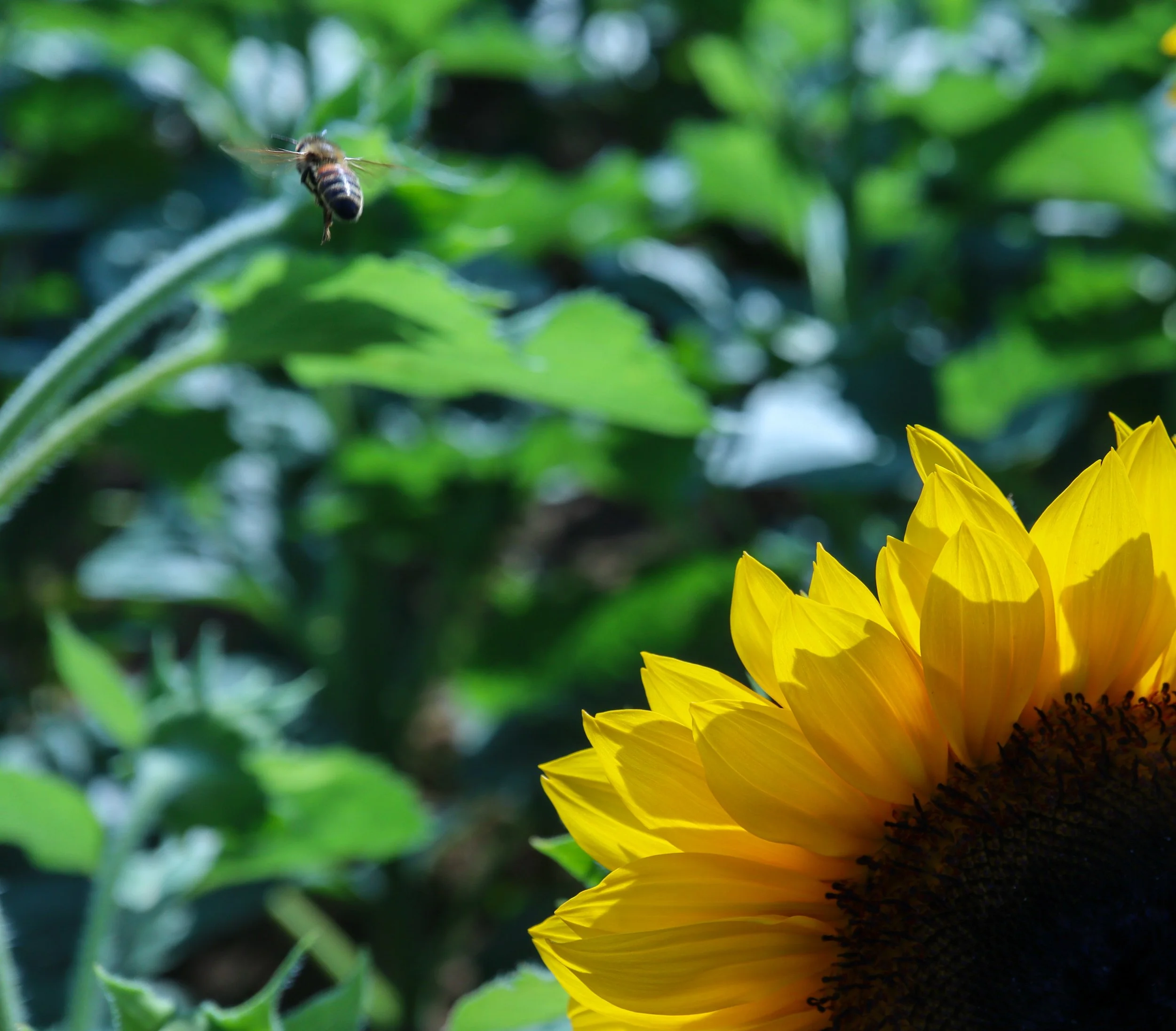 A bee flying near a sunflower with green leaves in background.