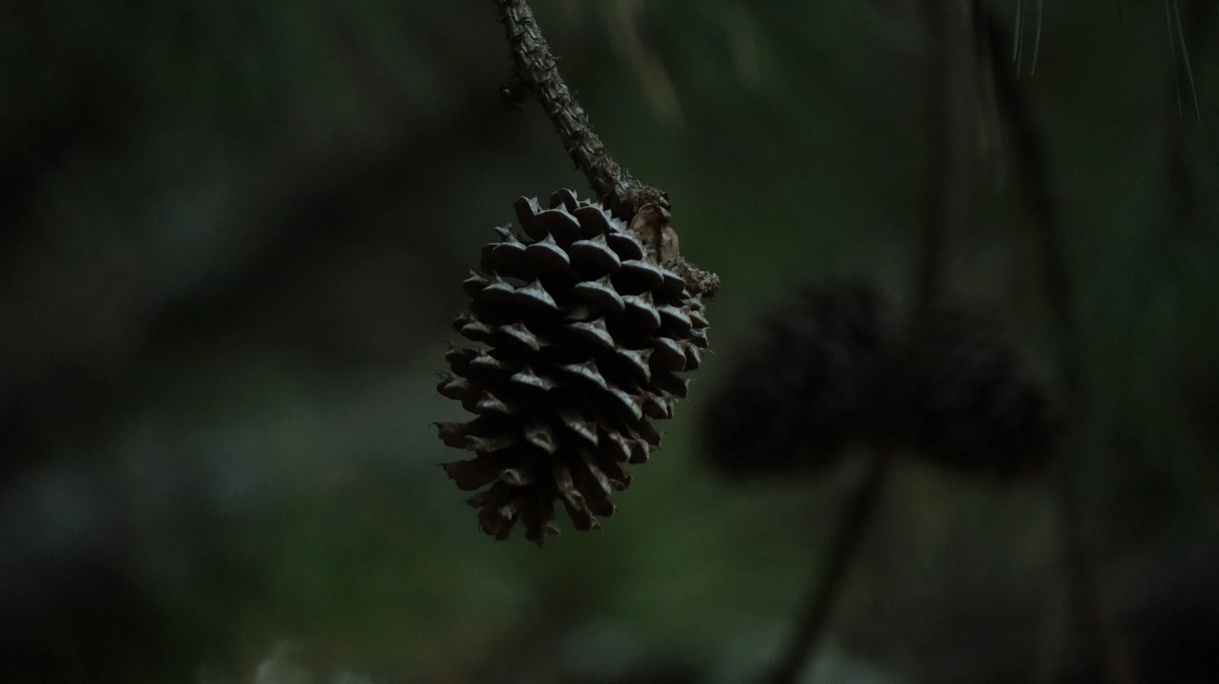 A close-up of a pine cone hanging from a tree branch, with a dark, blurred background.