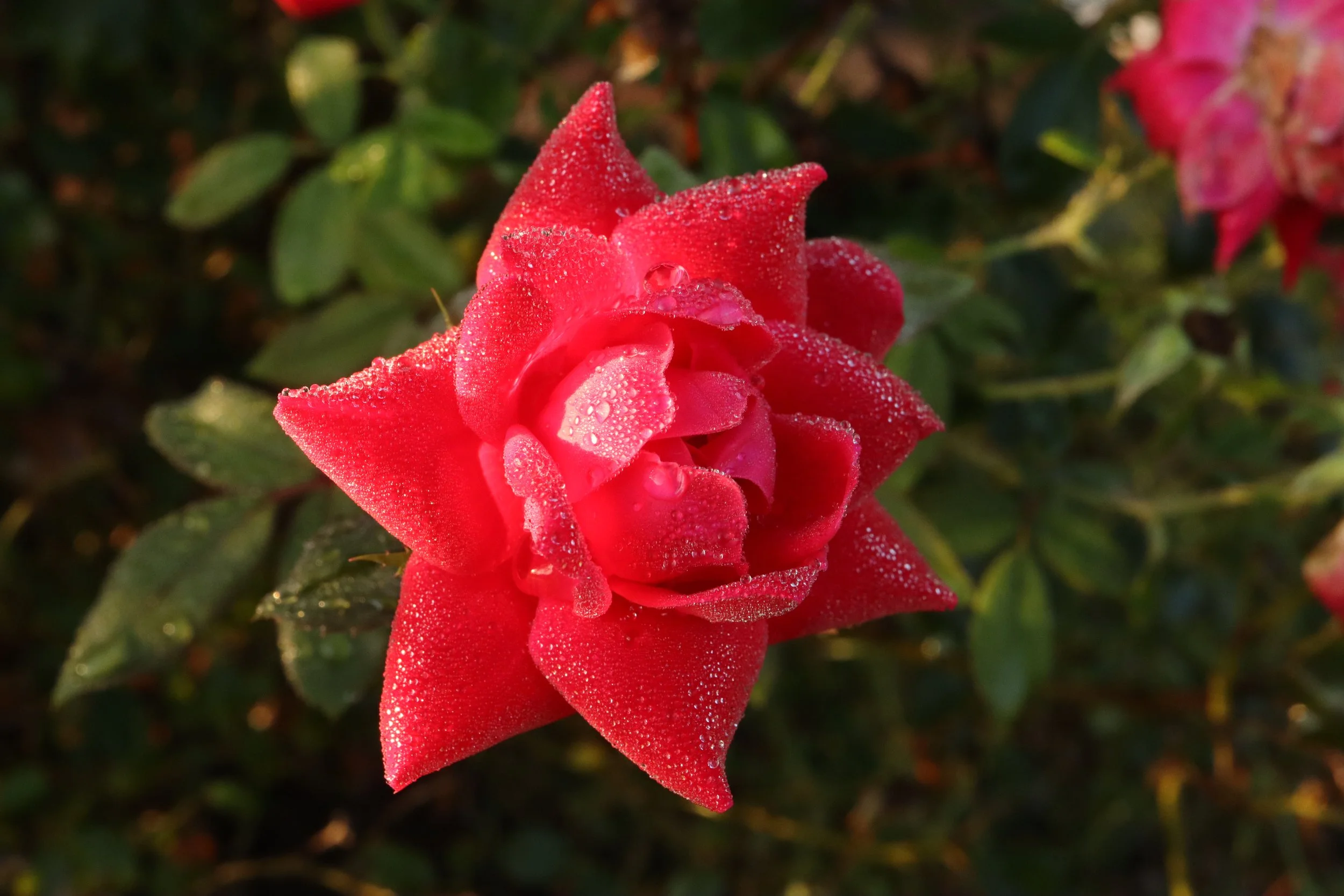 Close-up of a pink rose covered in dew drops with green leaves in the blurred background.