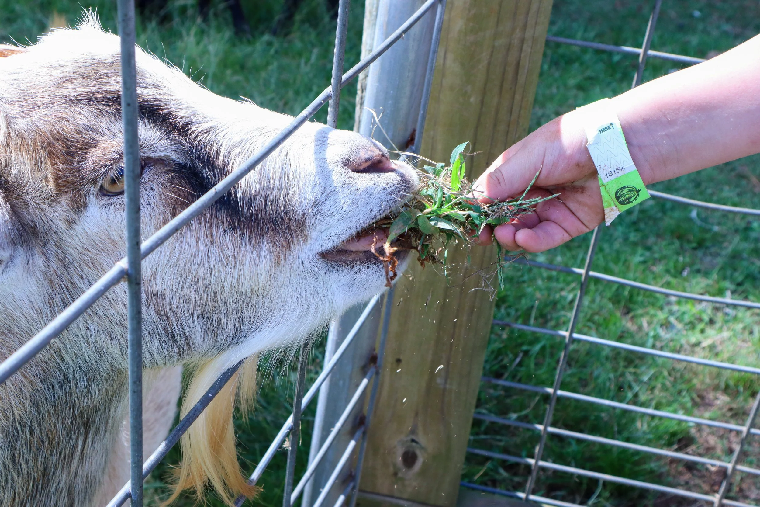 A goat reaching through a metal fence to eat green plants from a person's hand. The person's arm has a wristband, and the background is outdoors with grass and wooden posts.