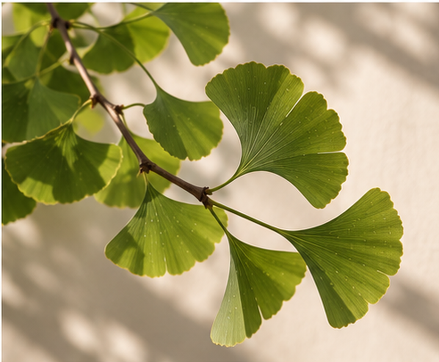 Ginkgo branches casting gentle shadows on an ivory wall.