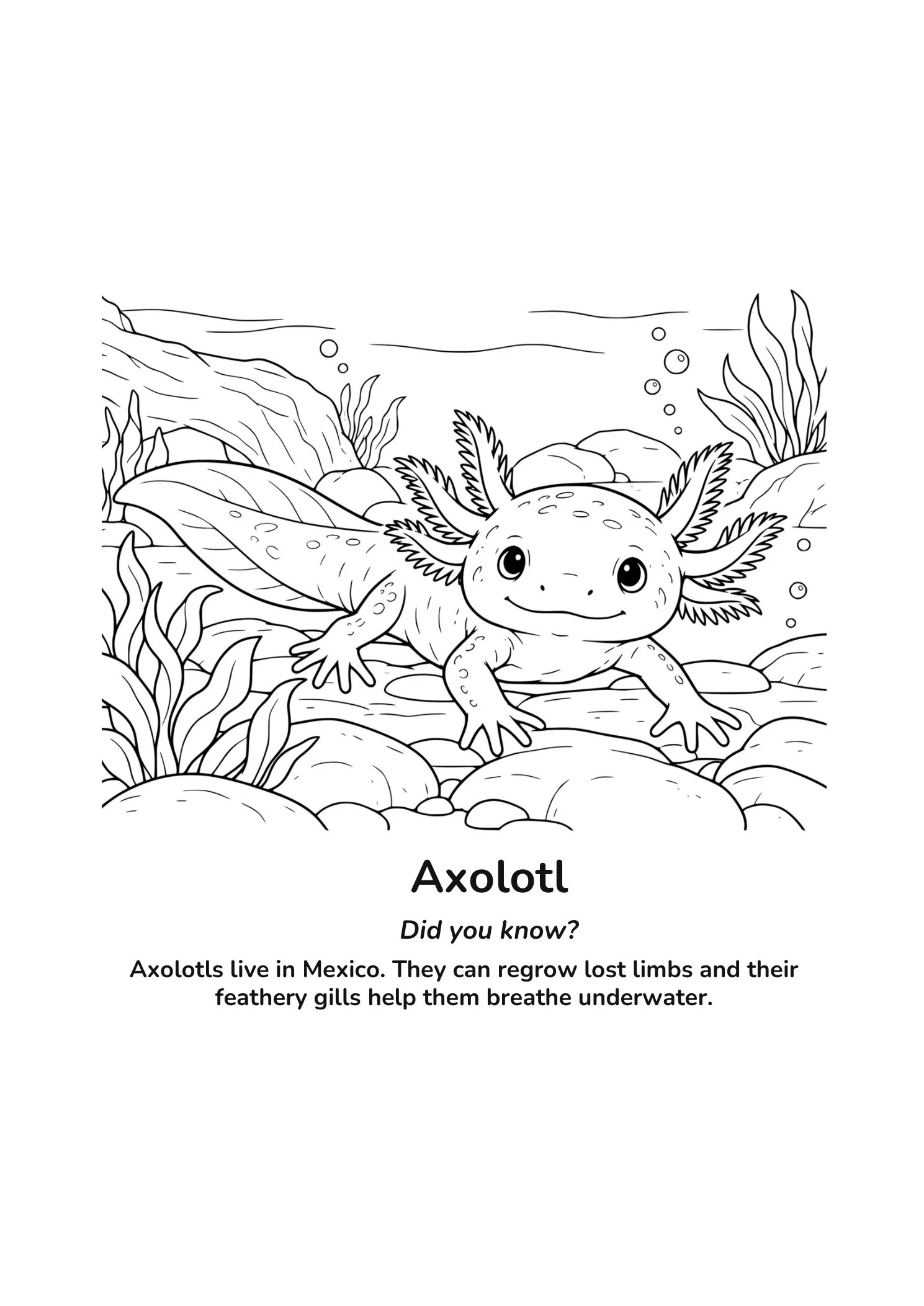 Children’s axolotl coloring page showing an axolotl with feathery gills underwater among rocks and aquatic plants, with fun facts about its Mexican habitat and limb regeneration.