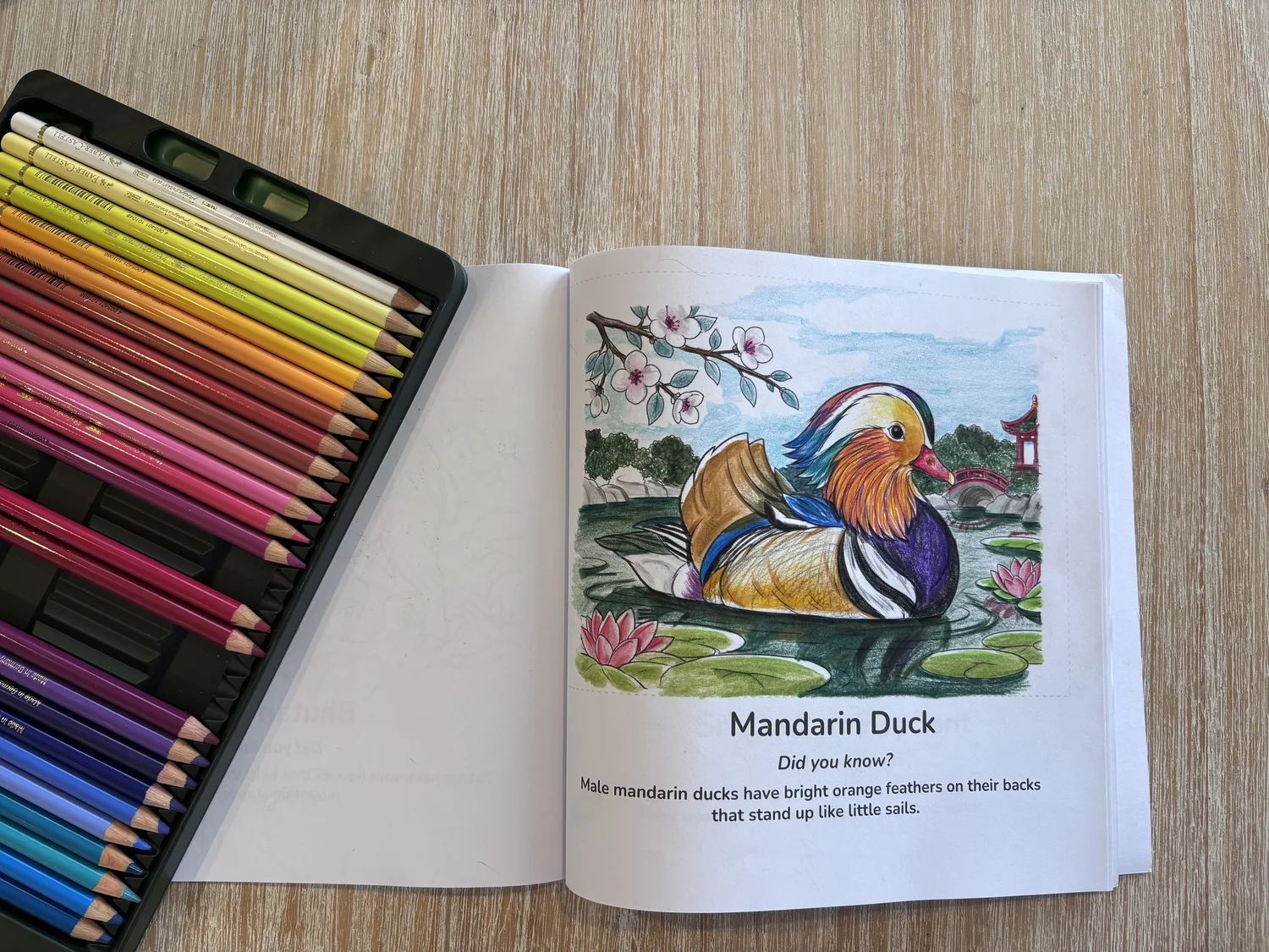 Colour inspiration for Amazing Animals Around the World