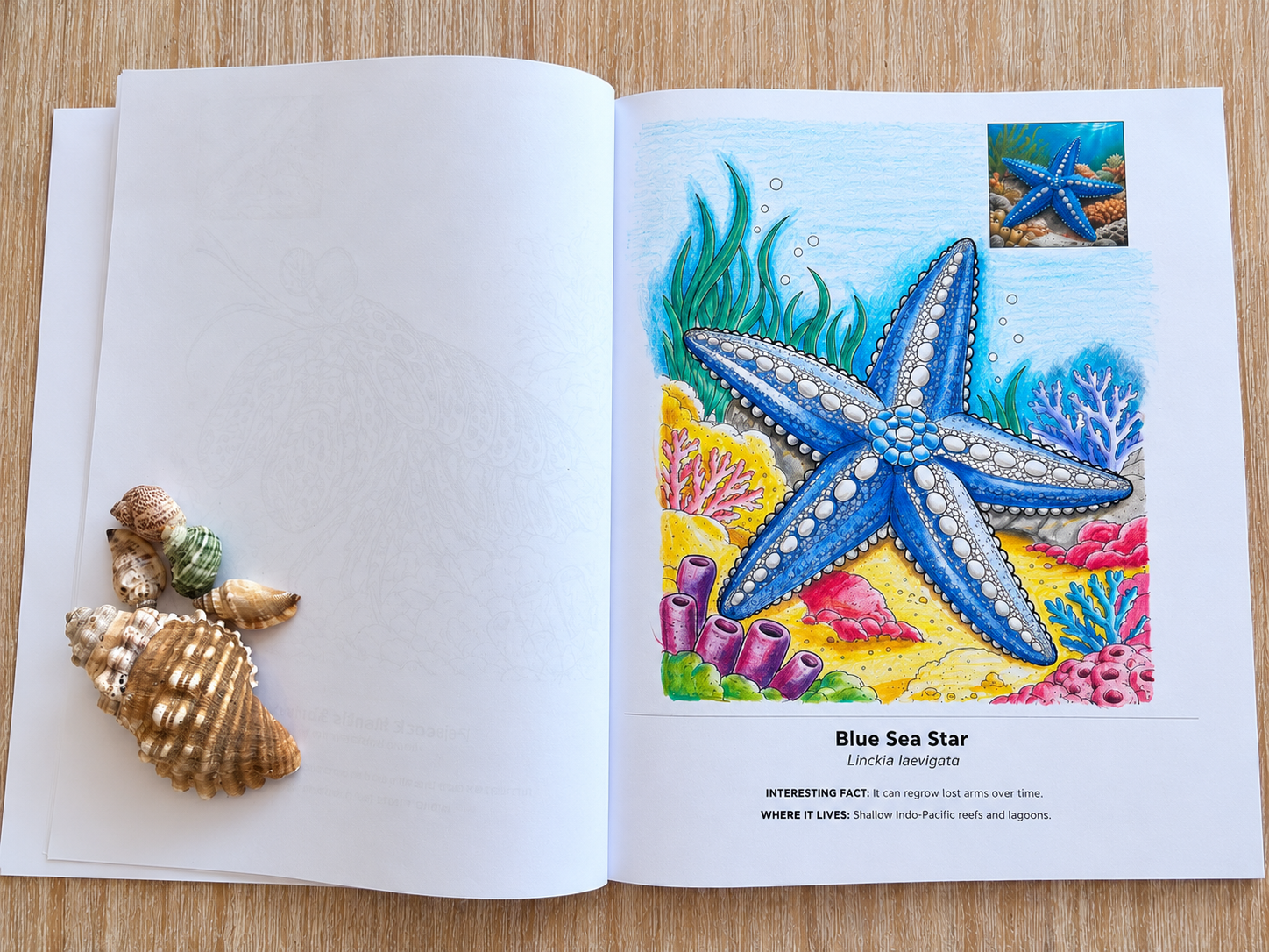 Open ocean-themed coloring book showing a blue sea star on a coral reef, with seashells on the opposite page