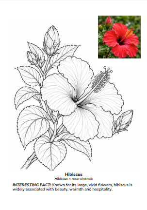 Hibiscus botanical colouring page