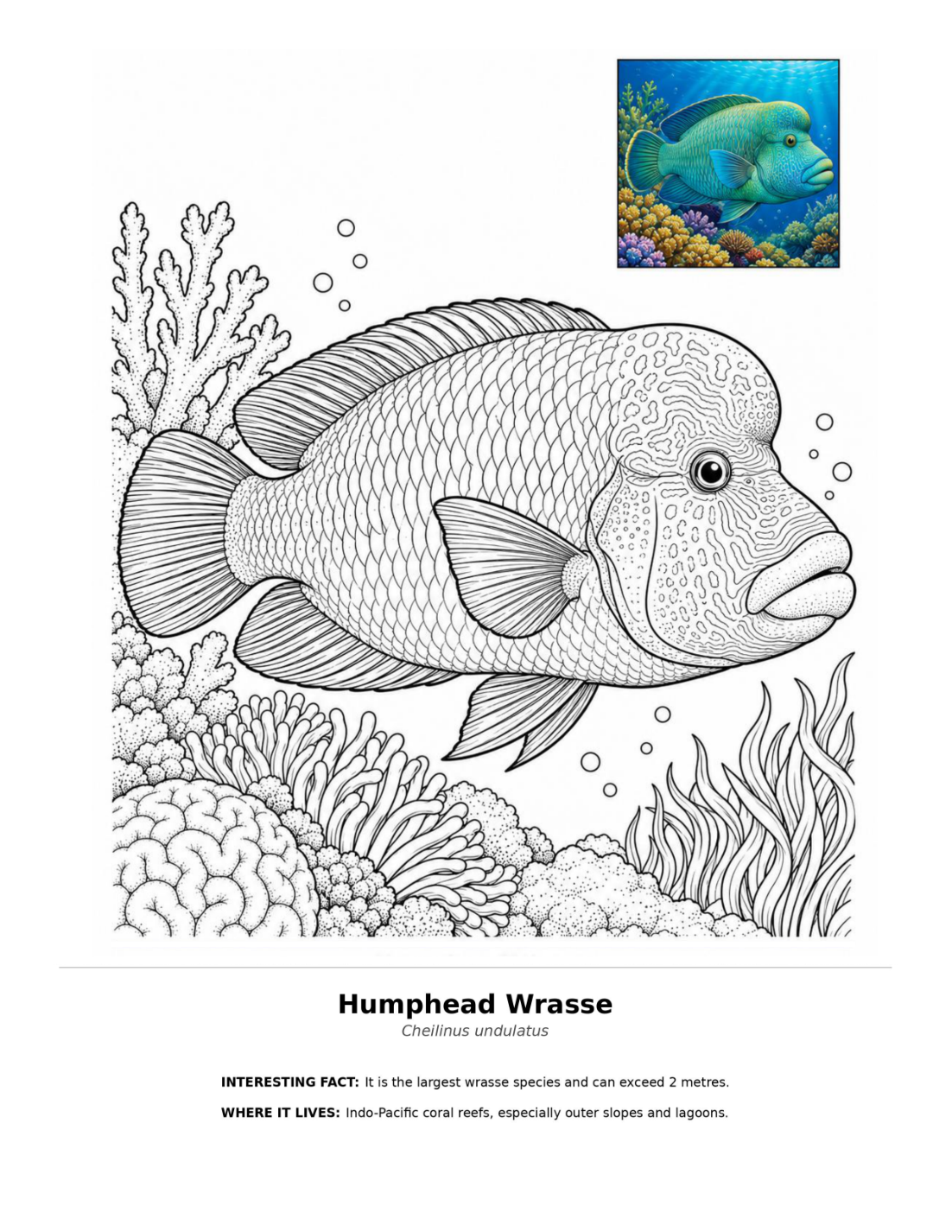 Humphead wrasse coloring page, with coral reef illustrations and a colored reference image of the fish.