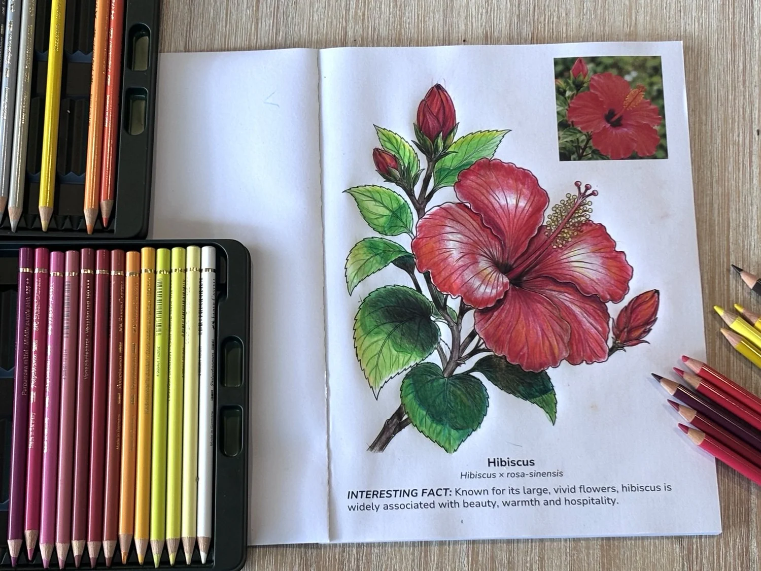Hand-coloured hibiscus botanical illustration from the Floral Botanicals colouring book by Little Papyrus, showing creative coloured-pencil inspiration