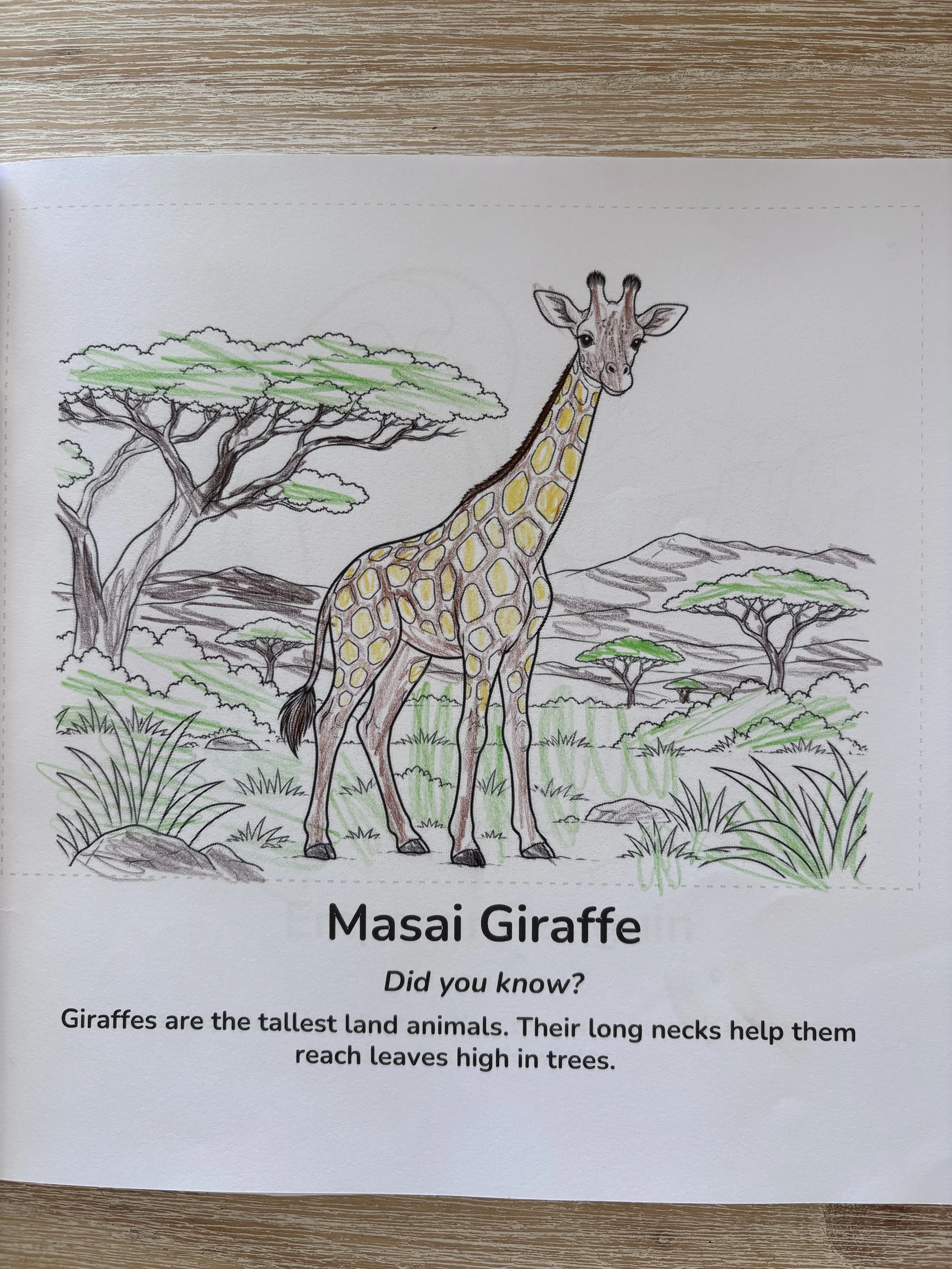 Illustrated Masai giraffe standing in an African savanna with acacia trees, grass, and mountains; educational text explains that giraffes are the tallest land animals.
