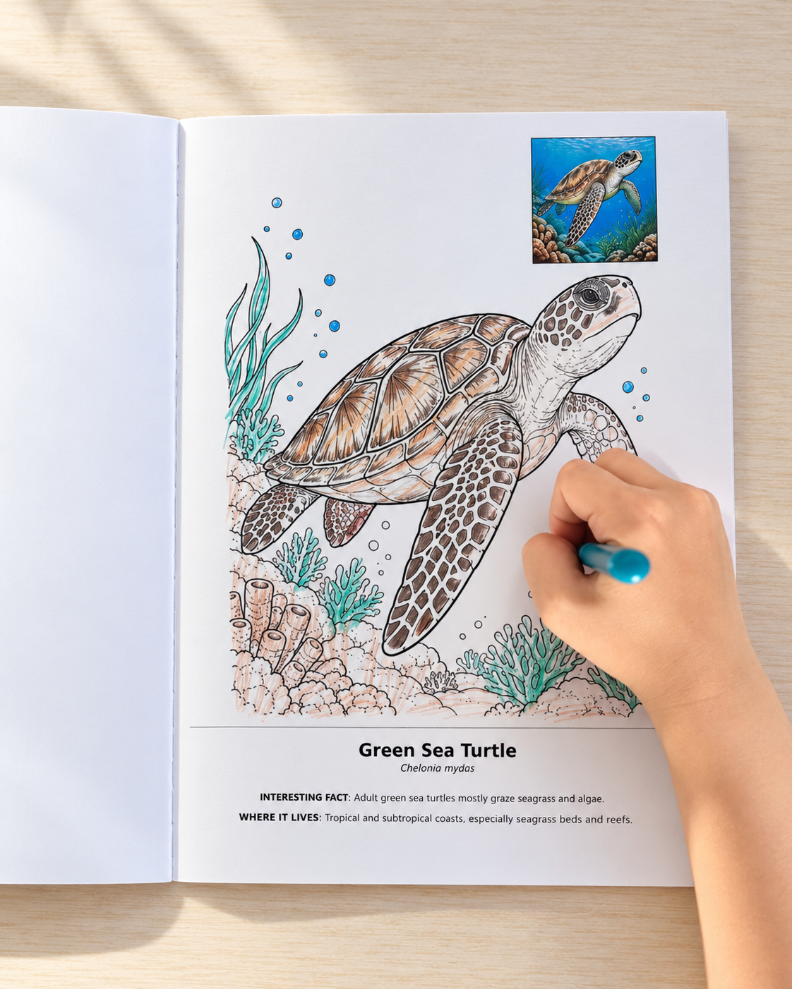 Open coloring book featuring a green sea turtle swimming above a coral reef, with a hand coloring the illustration using a blue marker.