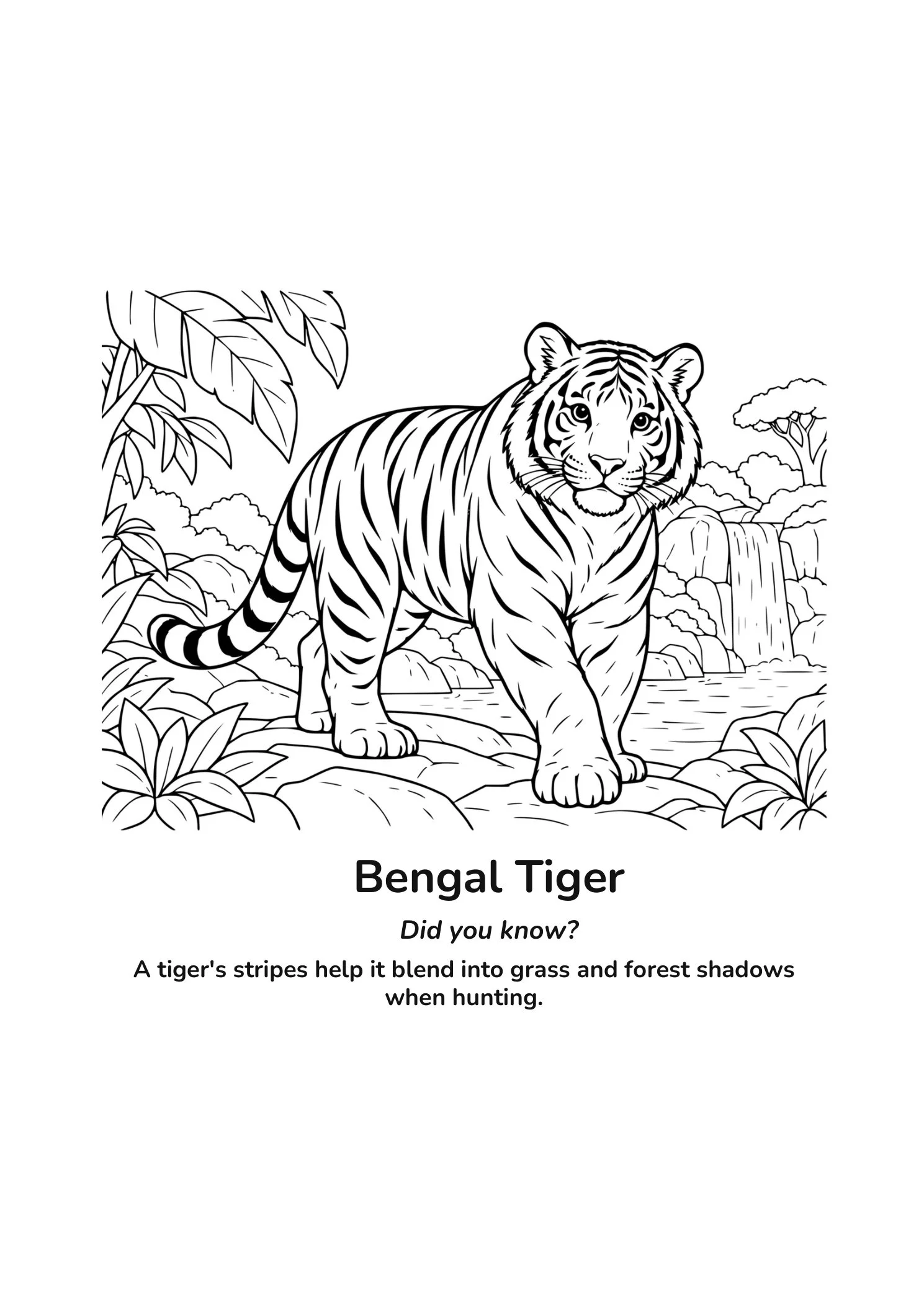 Bengal tiger coloring page in a jungle with a waterfall, labeled with a fact about its stripes blending into grass and forest shadows.