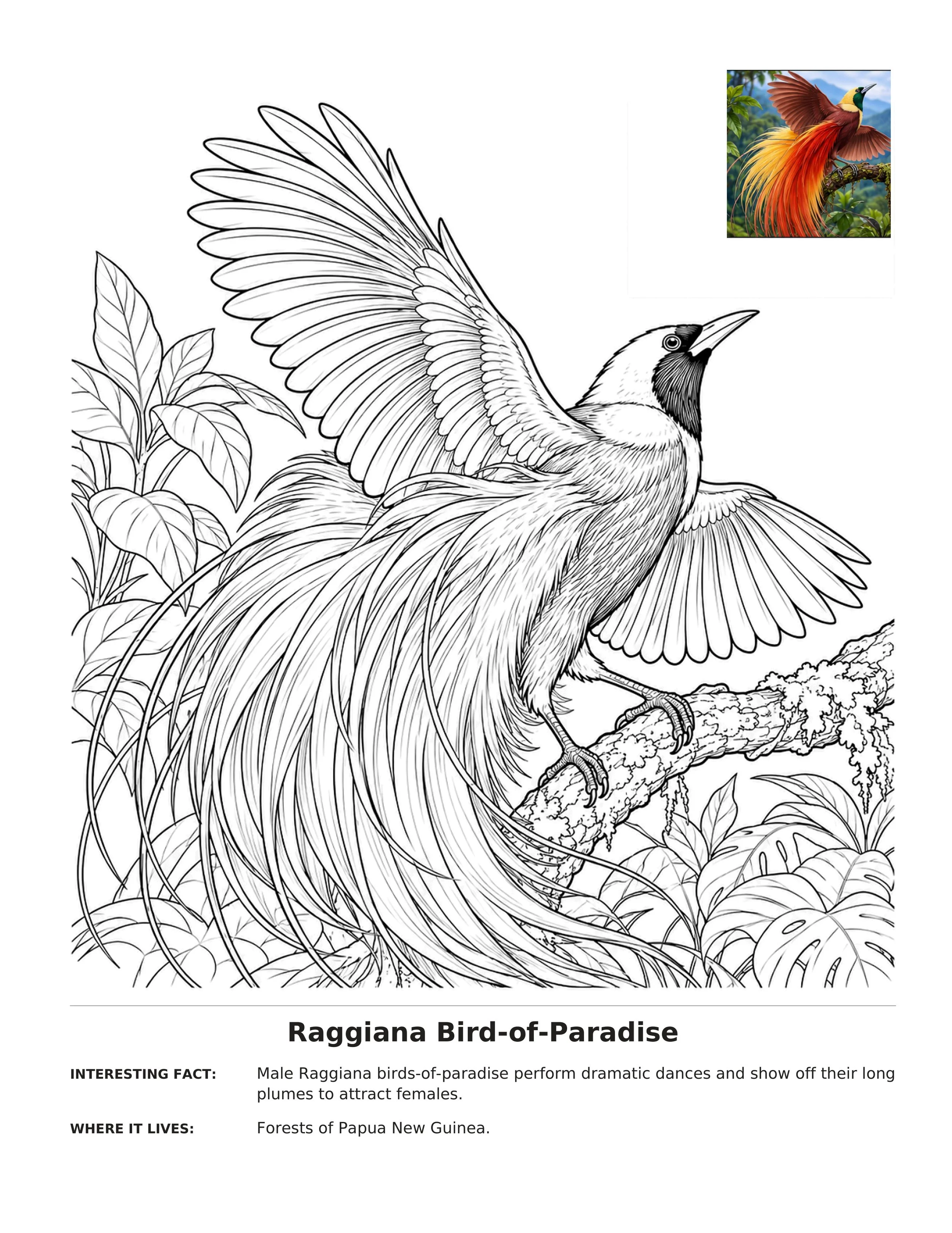 Raggiana bird-of-paradise coloring page with a reference illustration, labeled facts, and habitat information.