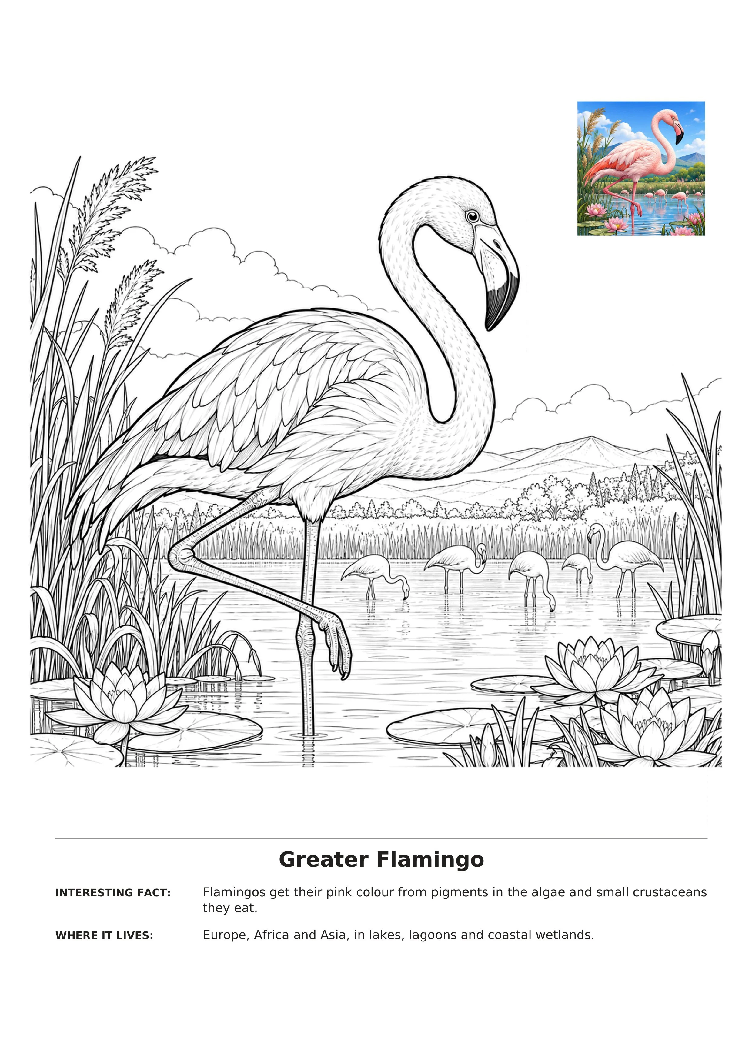 Greater flamingo coloring page showing an adult flamingo and several smaller flamingos in a wetland with reeds, water lilies, mountains, and an inset color reference image.