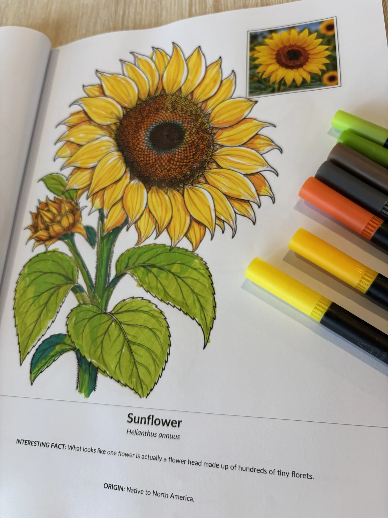 A coloured sunflower in Floral Botanicals, with its colour reference and colouring pens