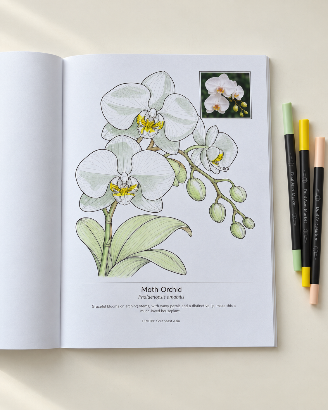 Open botanical coloring book showing a moth orchid, Phalaenopsis amabilis, with white flowers, green leaves, buds, and colored markers beside it.