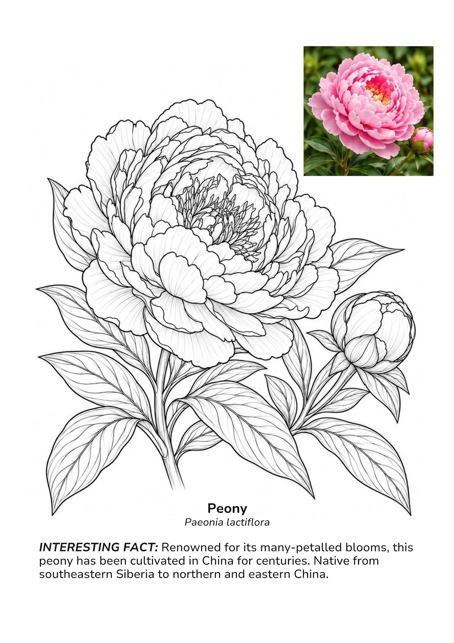 Peony botanical colouring page