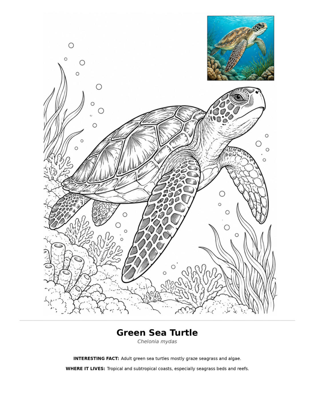 Green sea turtle coloring page swimming over a coral reef, labeled Chelonia mydas, with an underwater turtle illustration inset.