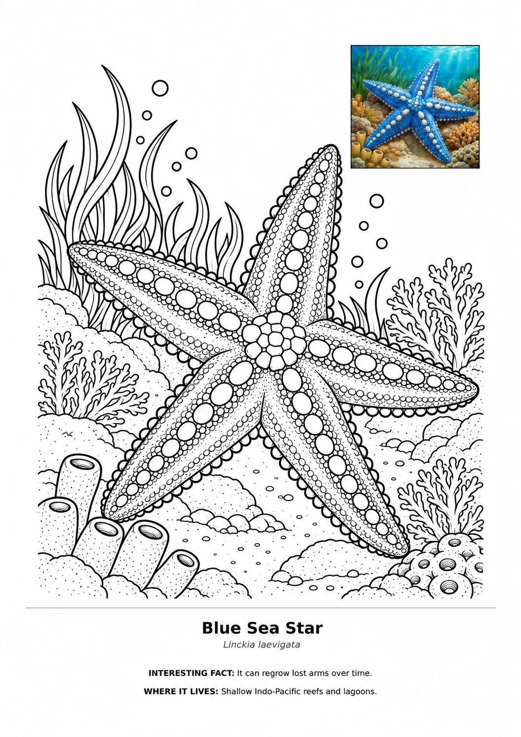 Blue sea star coloring page labeled Linckia laevigata, shown among coral, seaweed, bubbles, and reef habitat