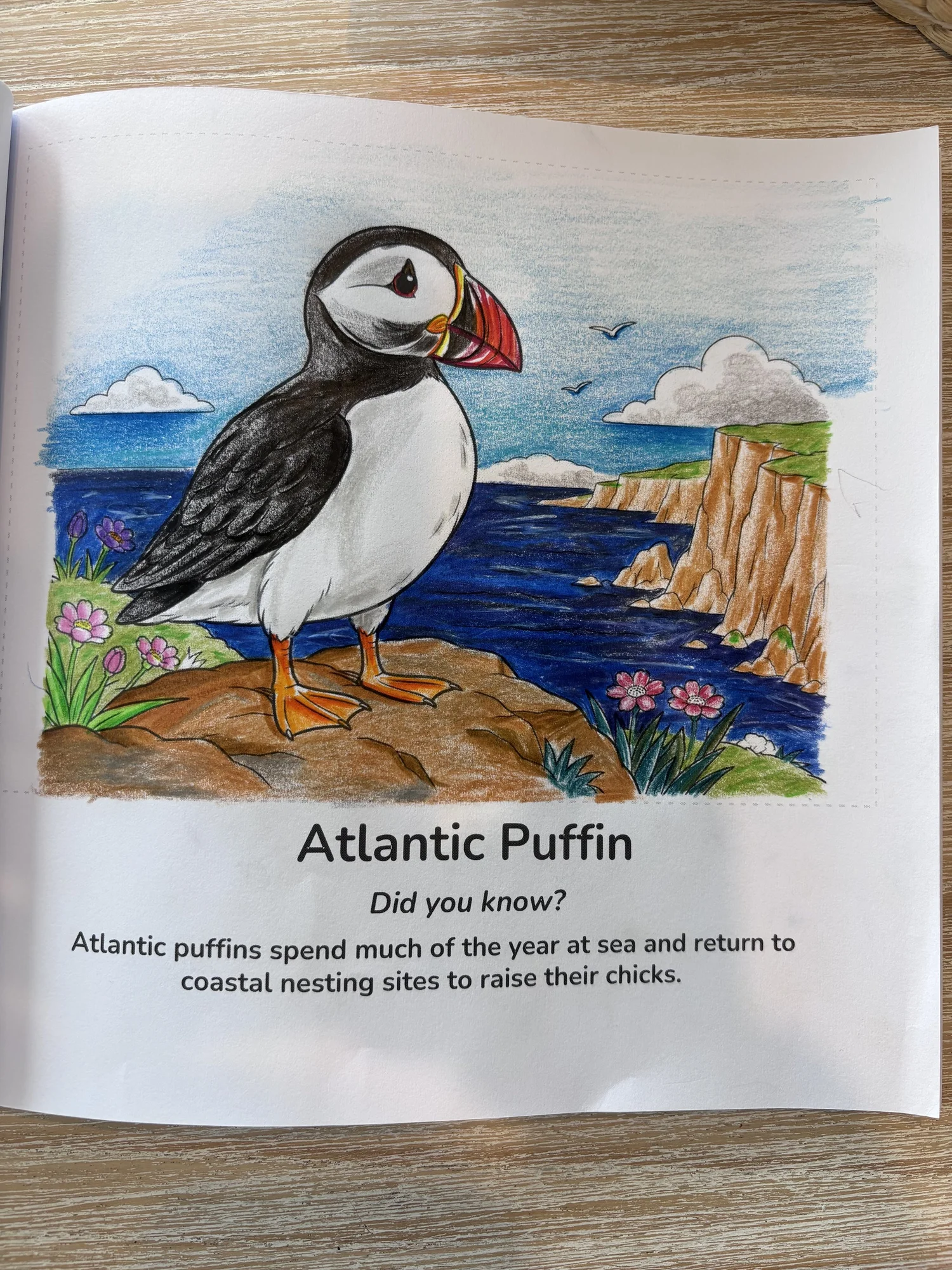 Coloured Atlantic puffin illustration with a Did you know fact