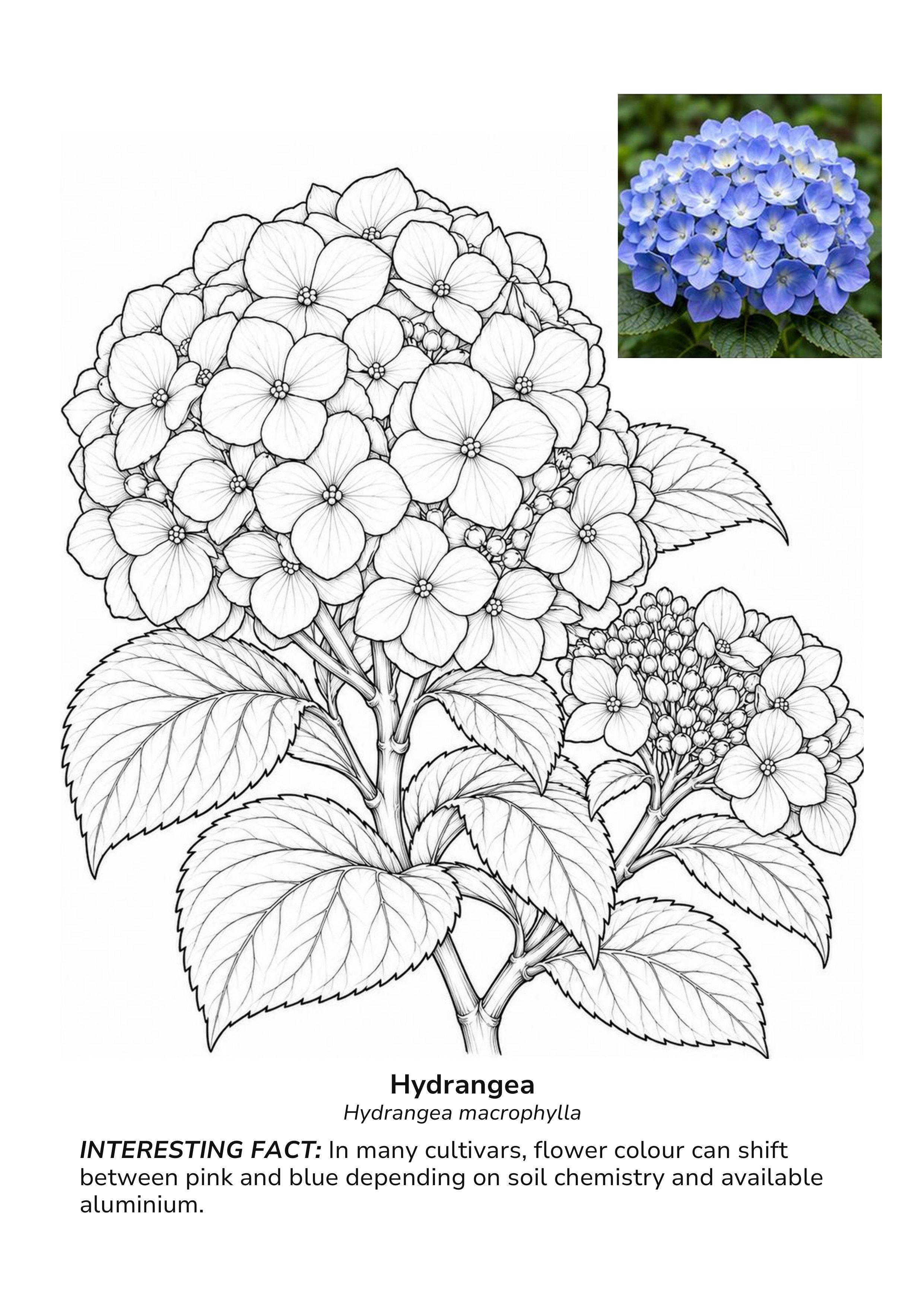 Hydrangea macrophylla botanical illustration with flower clusters, leaves, a blue hydrangea photo, and color-changing flower fact