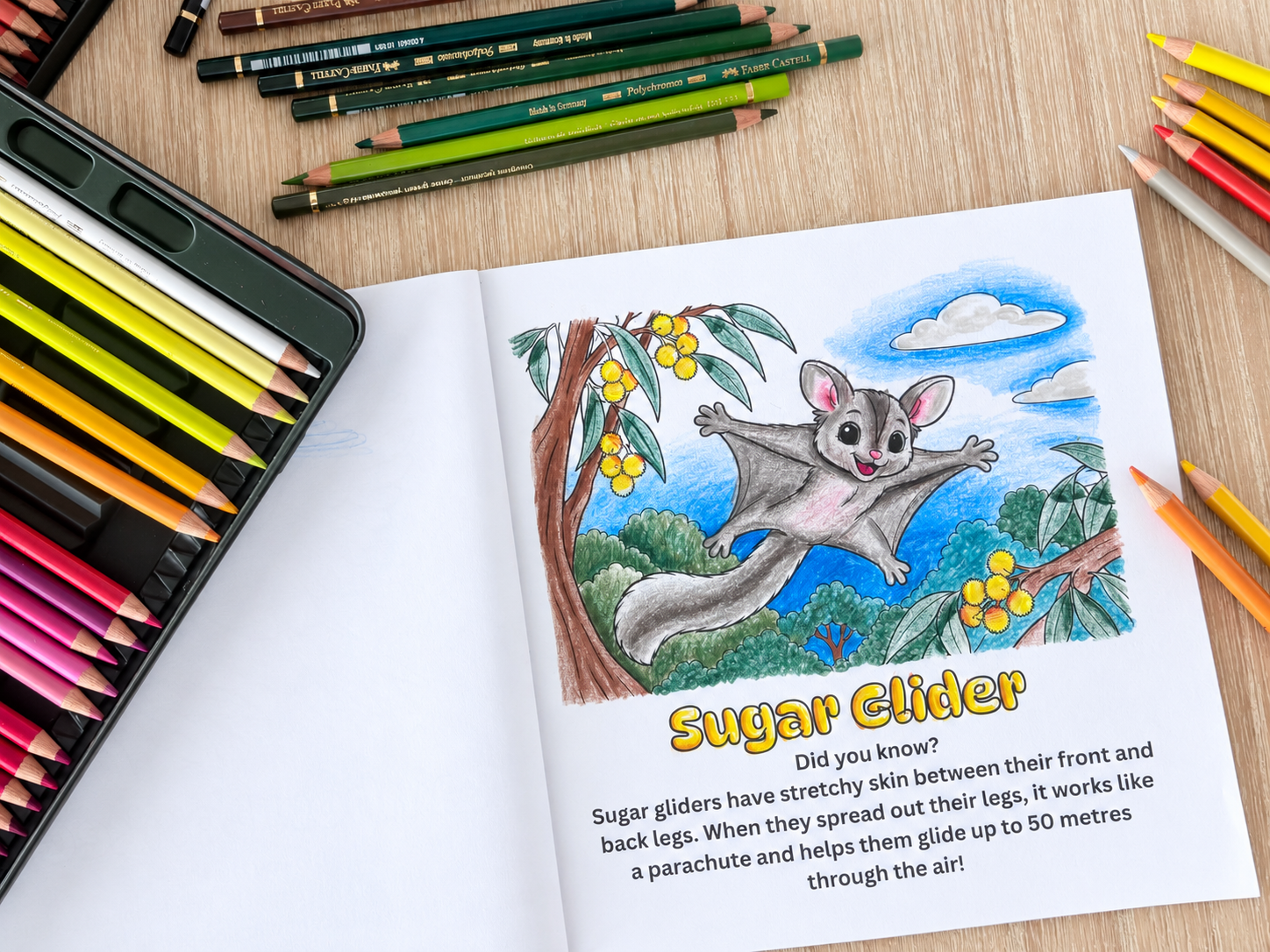 Sugar glider colouring page on a desk with colouring pencils, from Little Aussie Adventures