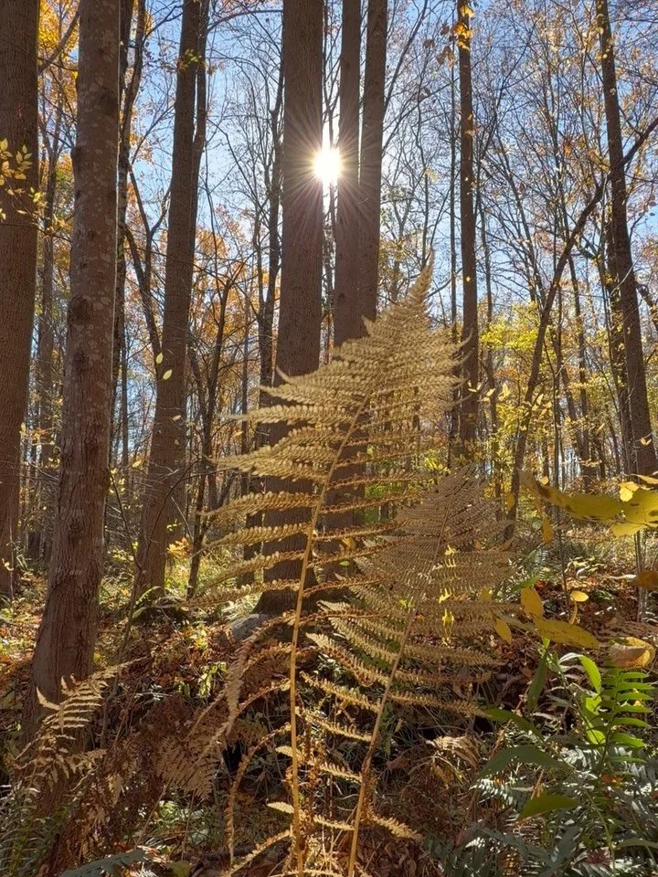 🍁 I have a BIG announcement 📣 coming the end of this week!! I cannot wait to share with you all 🌲If you&rsquo;ve followed my account this long hopefully you can hang on a little longer 💛 in the meantime here is a little forest asmr 🍂