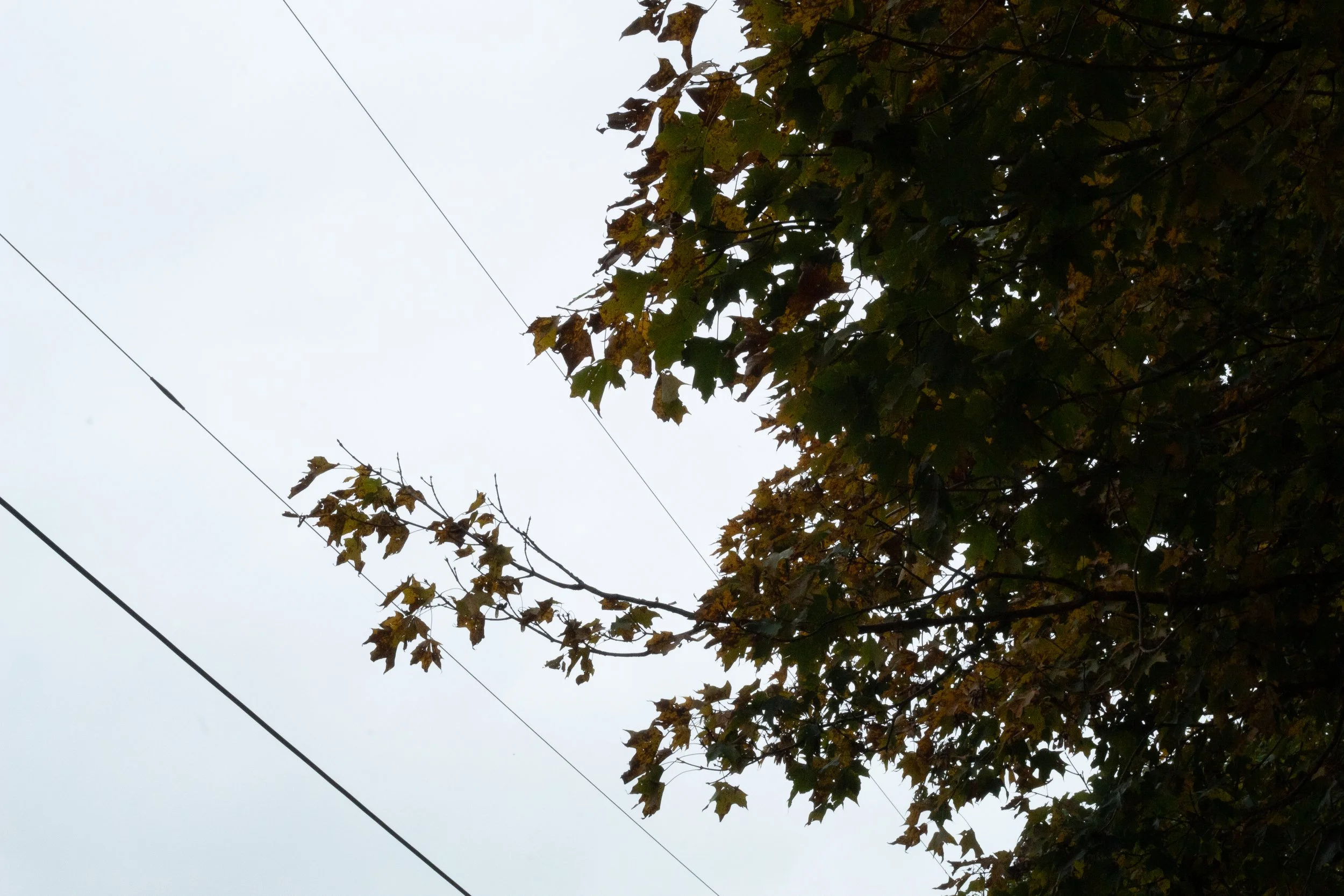 Overcast sky with trees having yellow and green autumn leaves and power lines crossing through the sky.