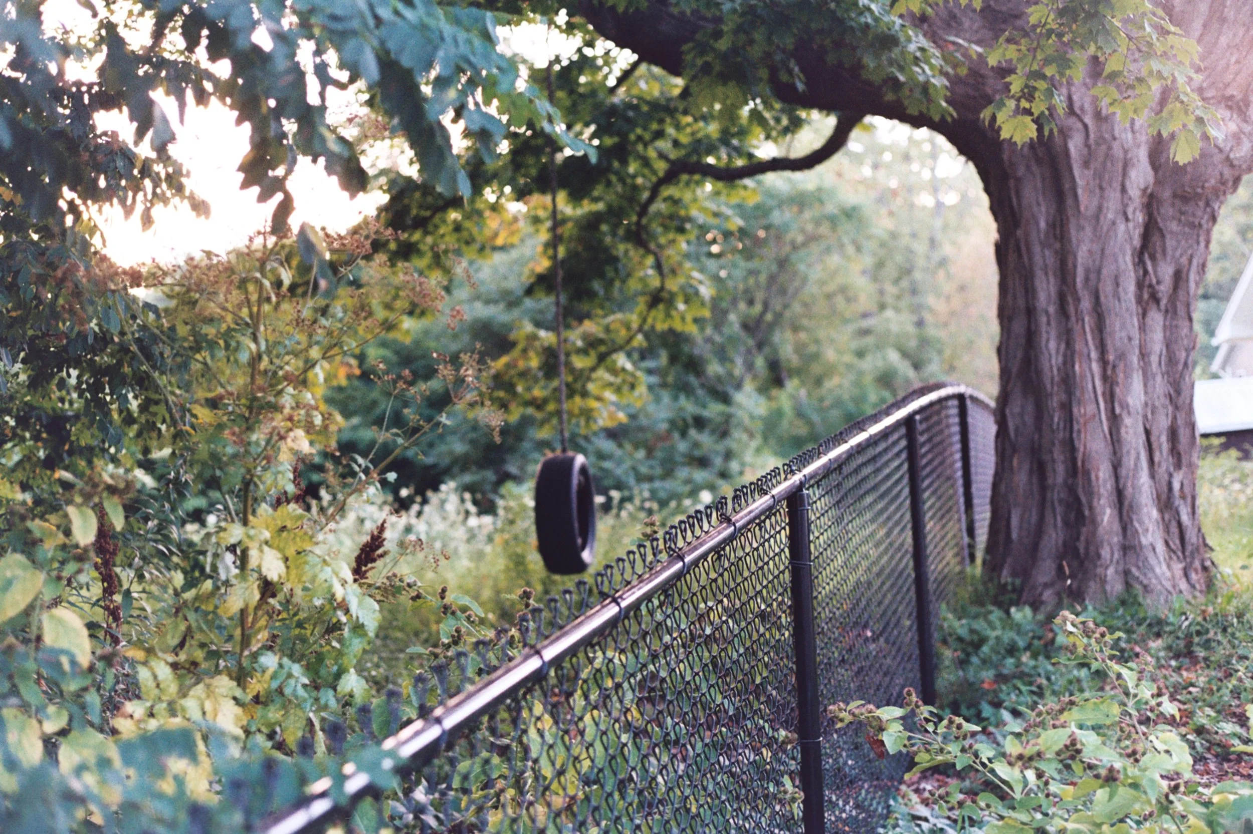 A black metal fence runs alongside a large tree with rough bark and green leaves. There are dense bushes and trees in the background, and sunlight filters through the foliage.