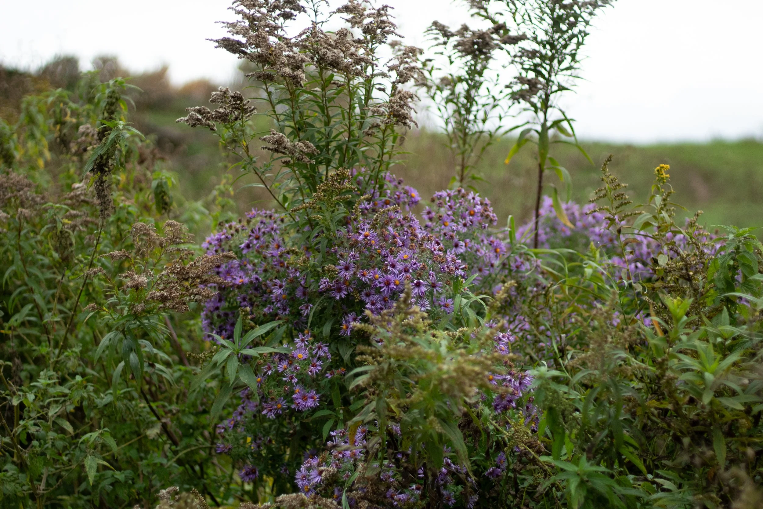 Wildflowers in a field, mostly purple and pink, with tall green plants and a cloudy sky in the background.