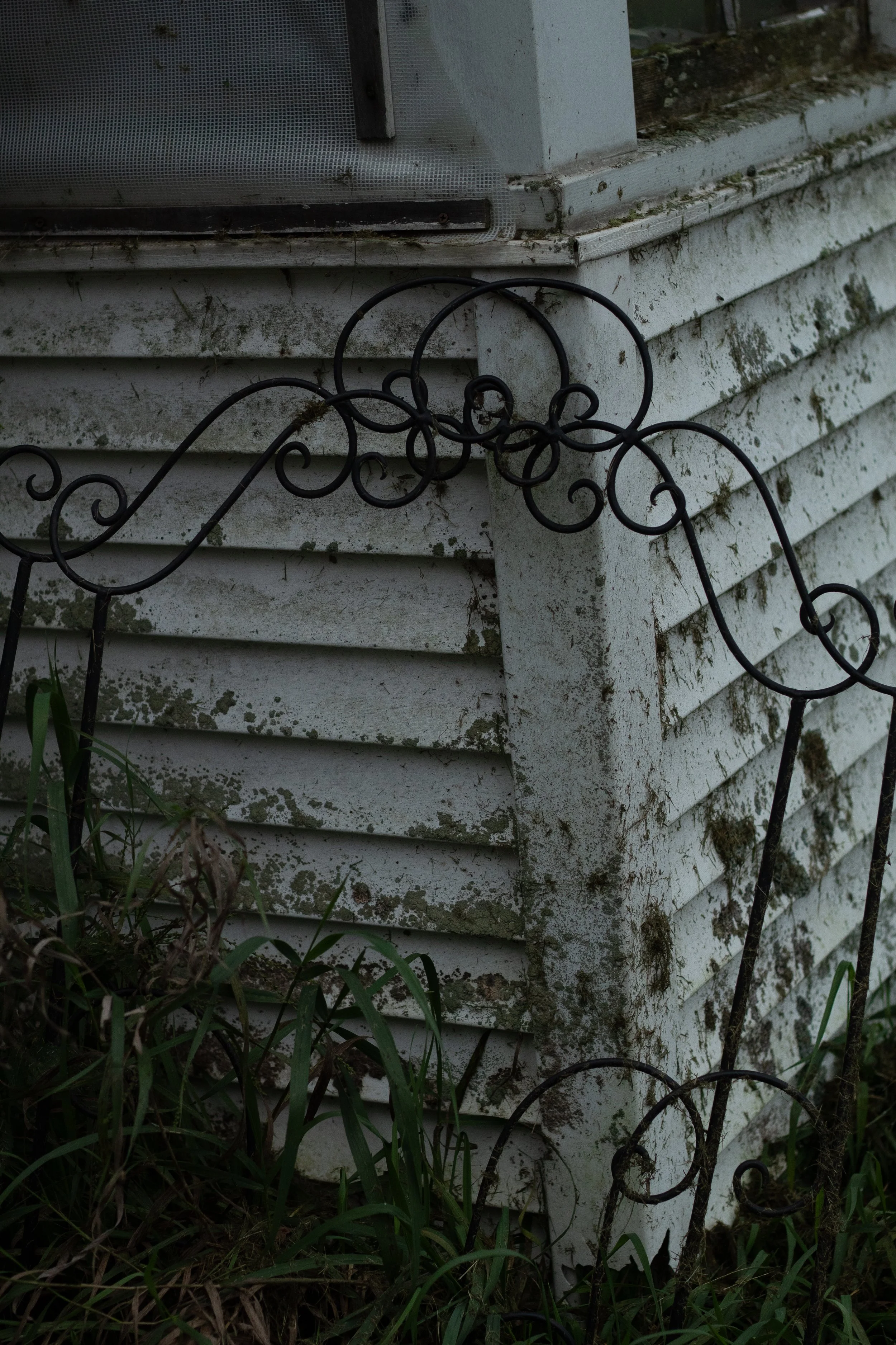 Close-up of a weathered white house siding with moss and dirt, with a black wrought iron fence partially in front and surrounding plants and grass.