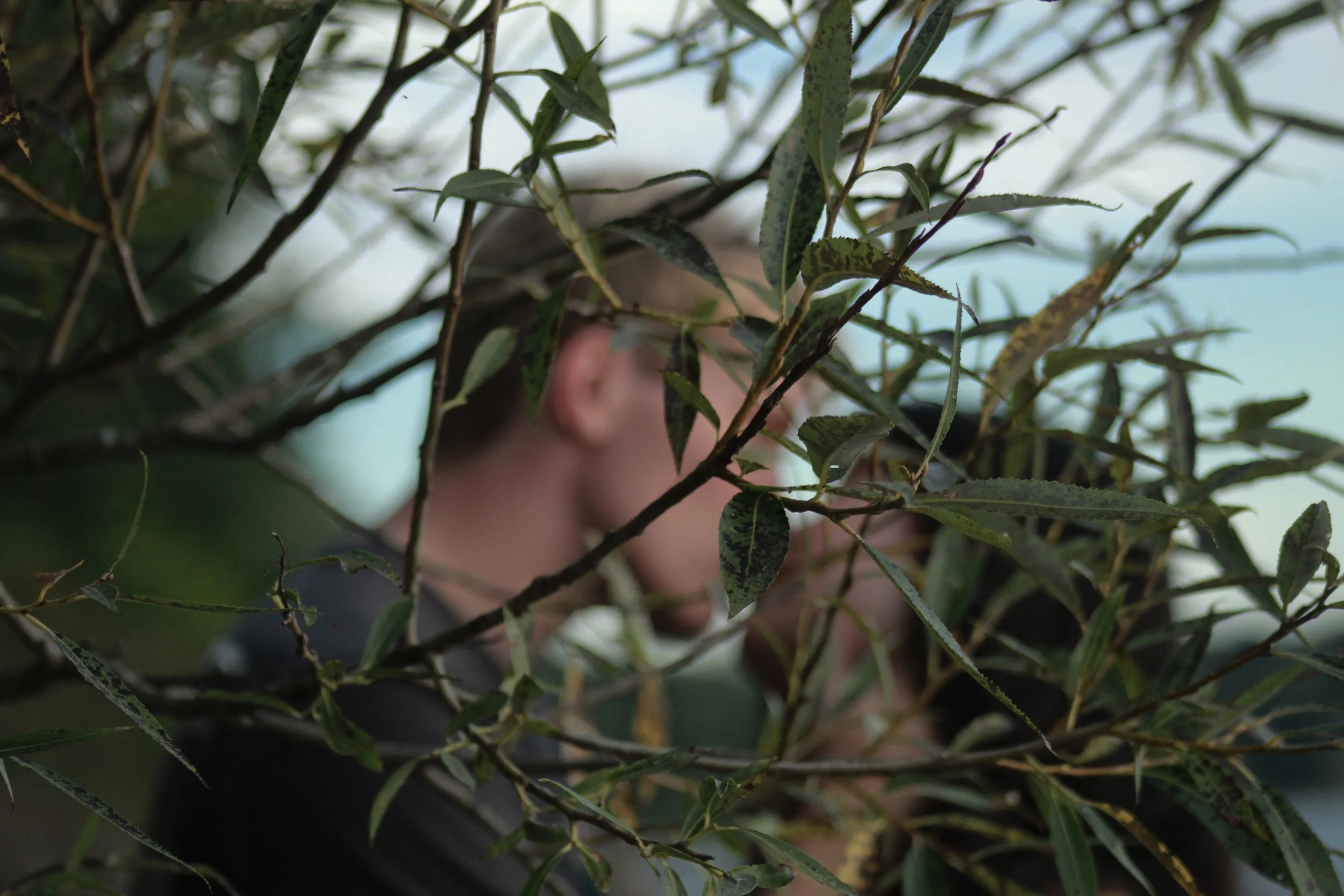 Close-up of green leaves and thin branches of a tree with a blurred background.
