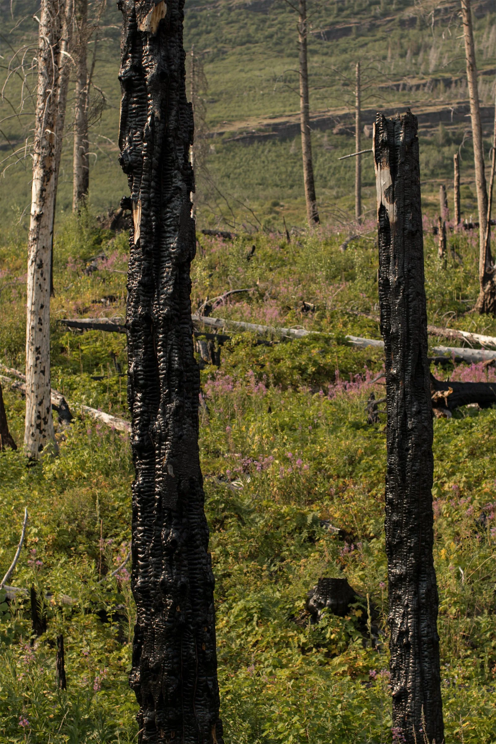 Blackened trunks stand among fresh green growth and small flowers. What remains, and what begins again.
