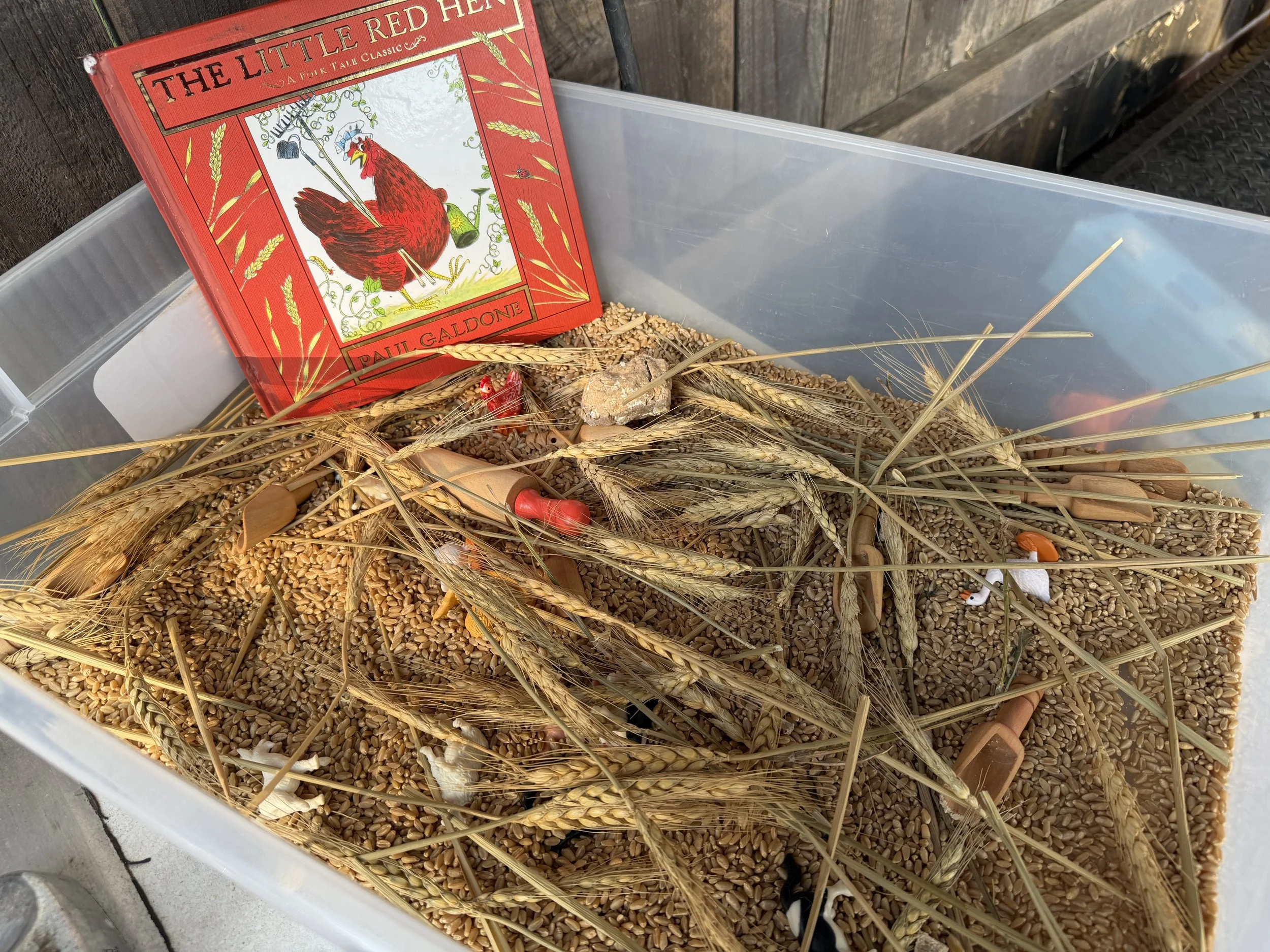 A clear plastic container filled with wheat grains, dried wheat stalks, and decorative small orange objects, with a red book titled 'The Little Red Hen' resting against the side of the container.