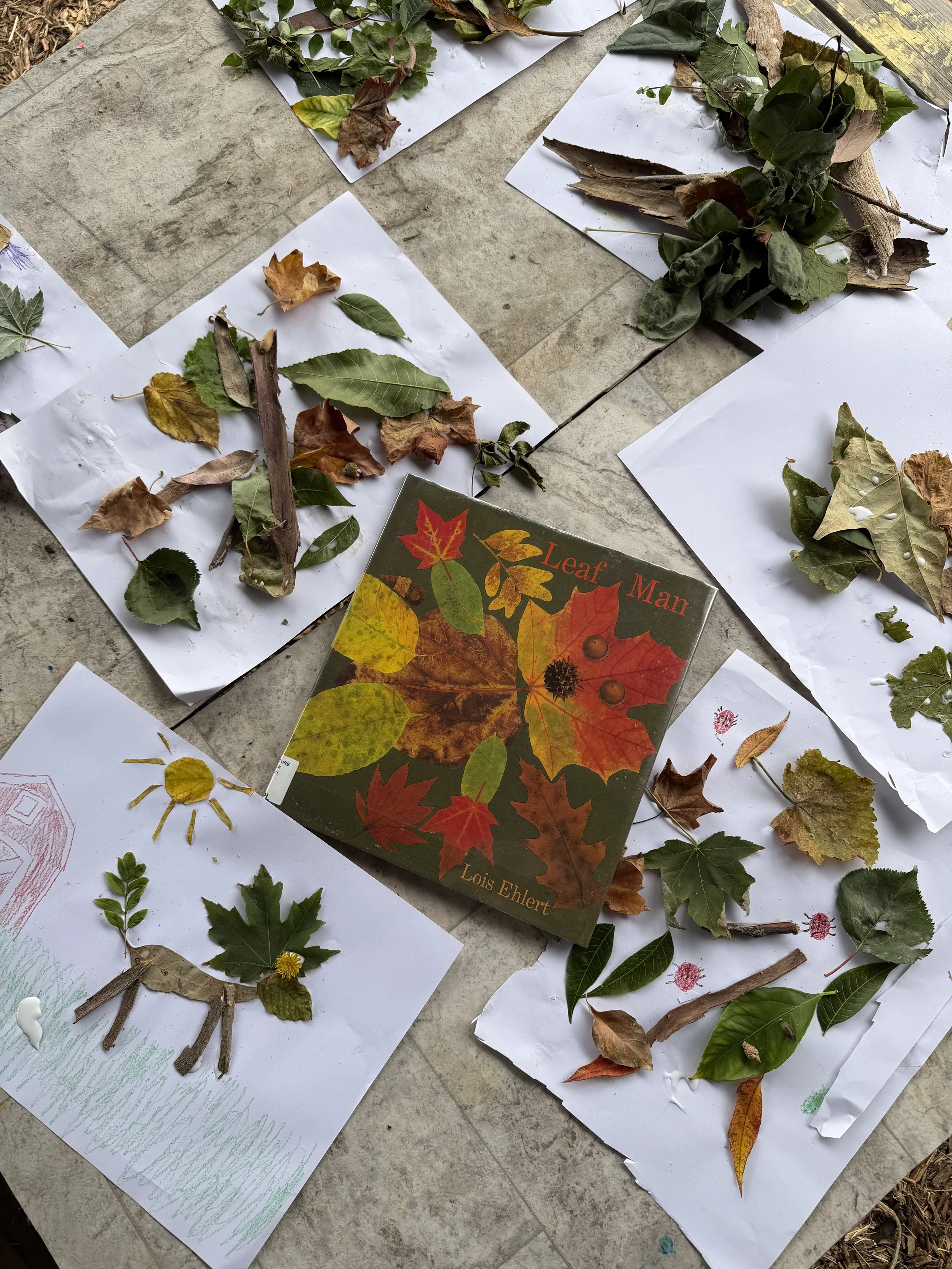 A table with various autumn leaves arranged on sheets of white paper, some leaves glued or taped onto the paper, and a book titled 'Leaf Man' by Lois Ehlert with colorful leaf illustrations.